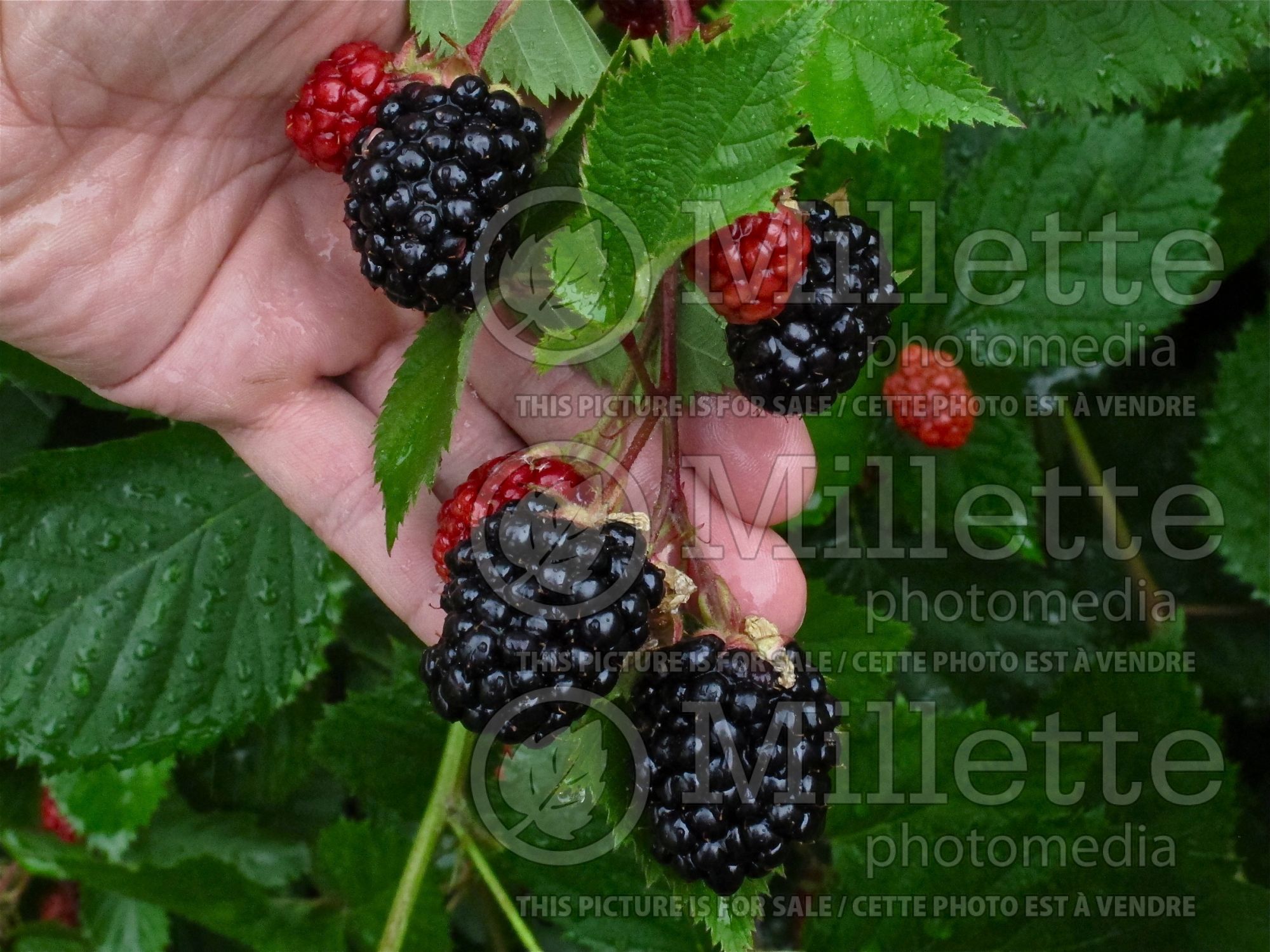 Rubus Triple Crown (blackberry) 4