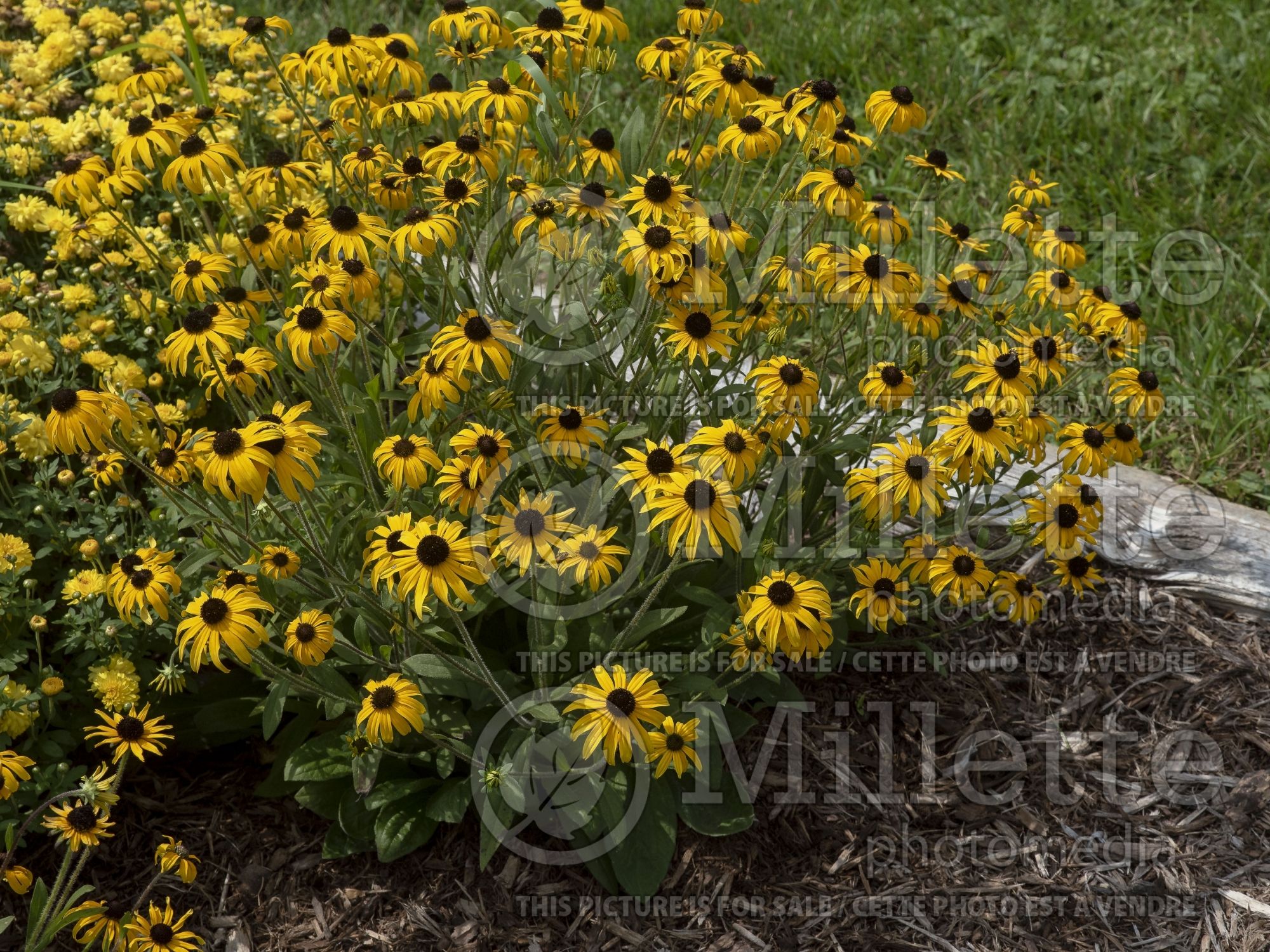 Rudbeckia American Gold Rush (Daisy flower) 2