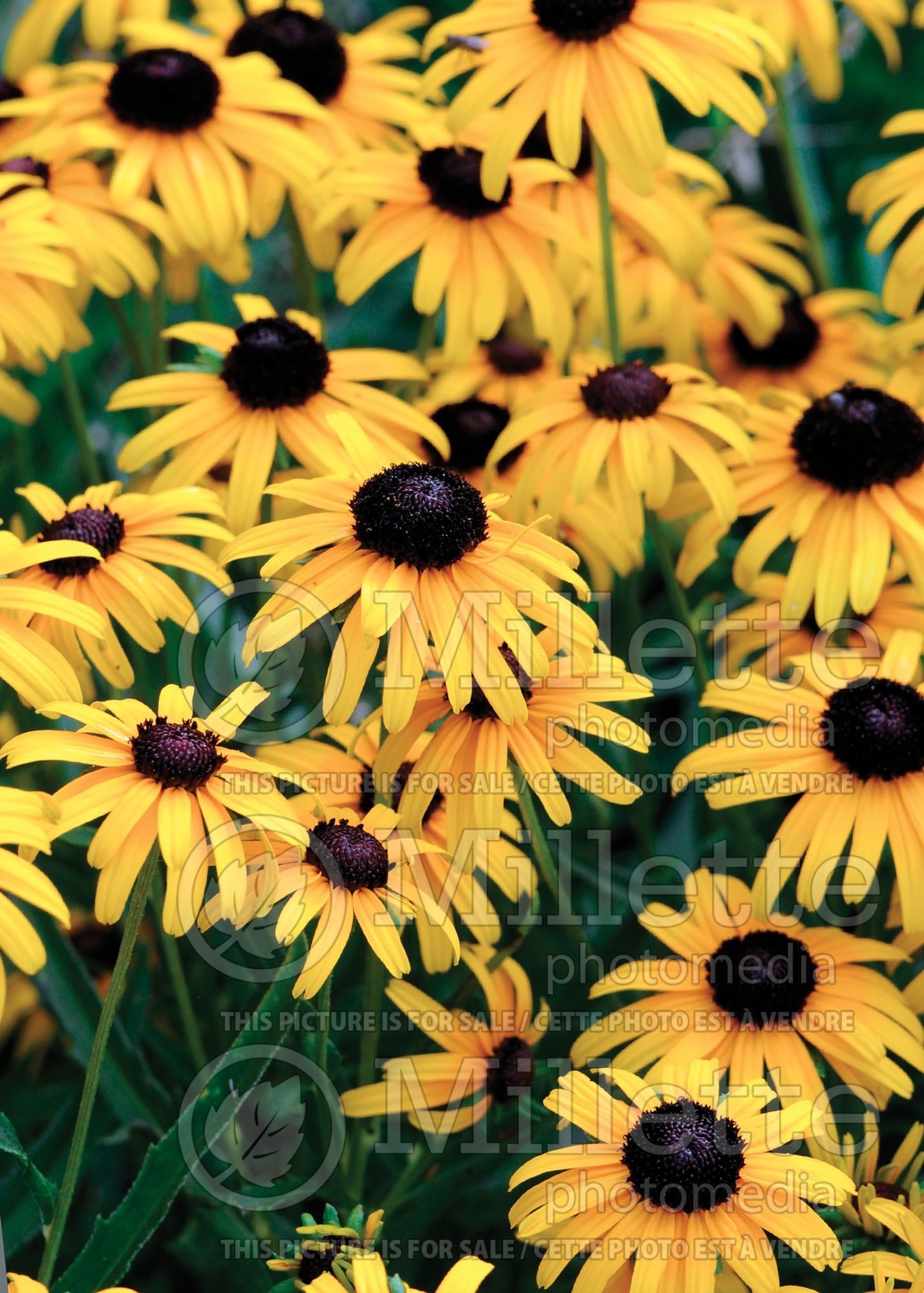 Rudbeckia American Gold Rush (Daisy flower) 3