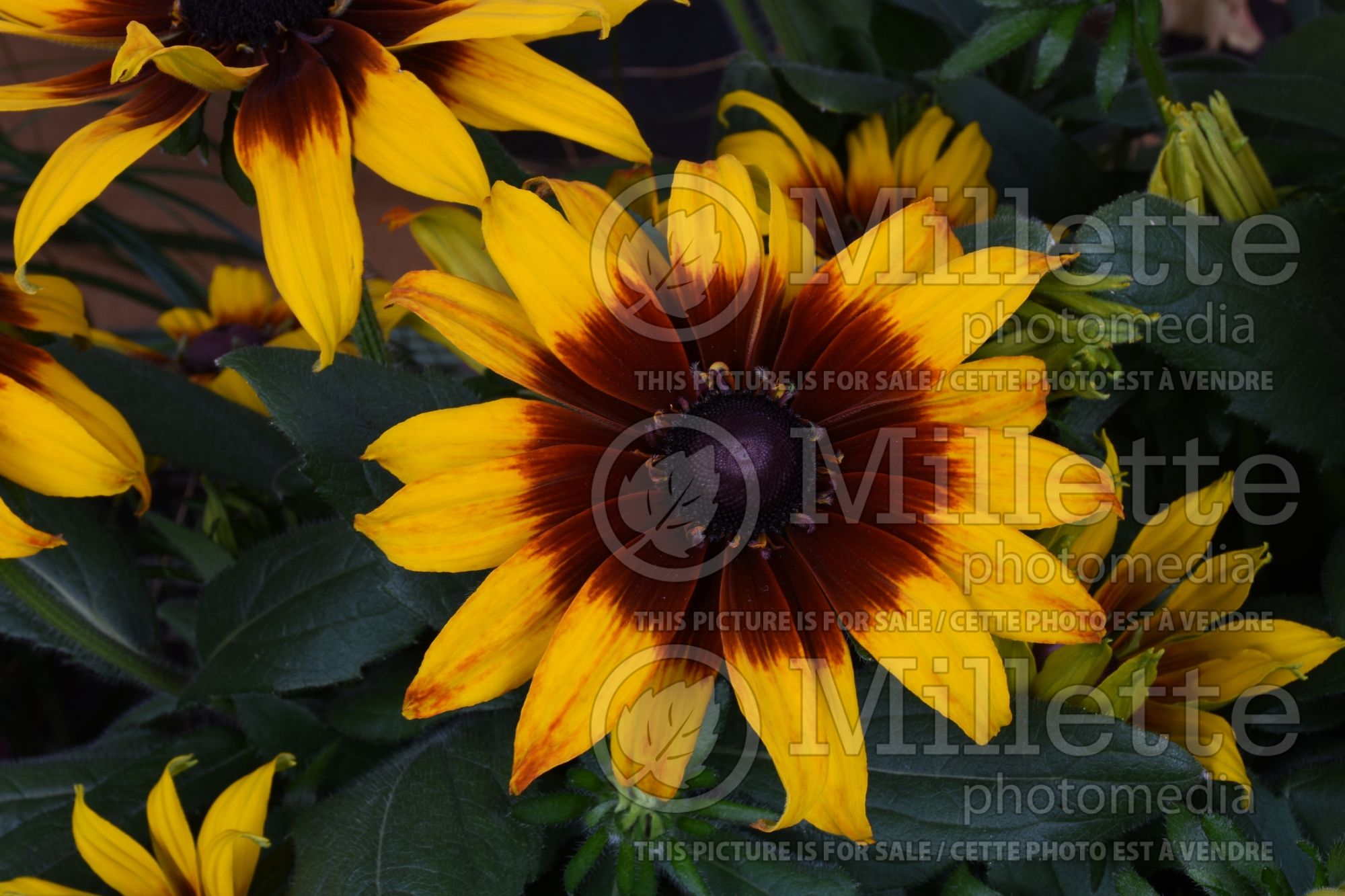 Rudbeckia Echibeckia Summerina Blazing Fire (Black-eyed Susan) 1