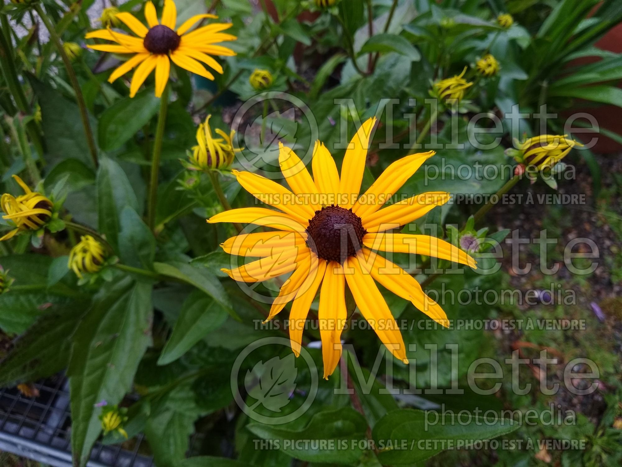 Rudbeckia Goldsturm (Black-eyed Susan) 5