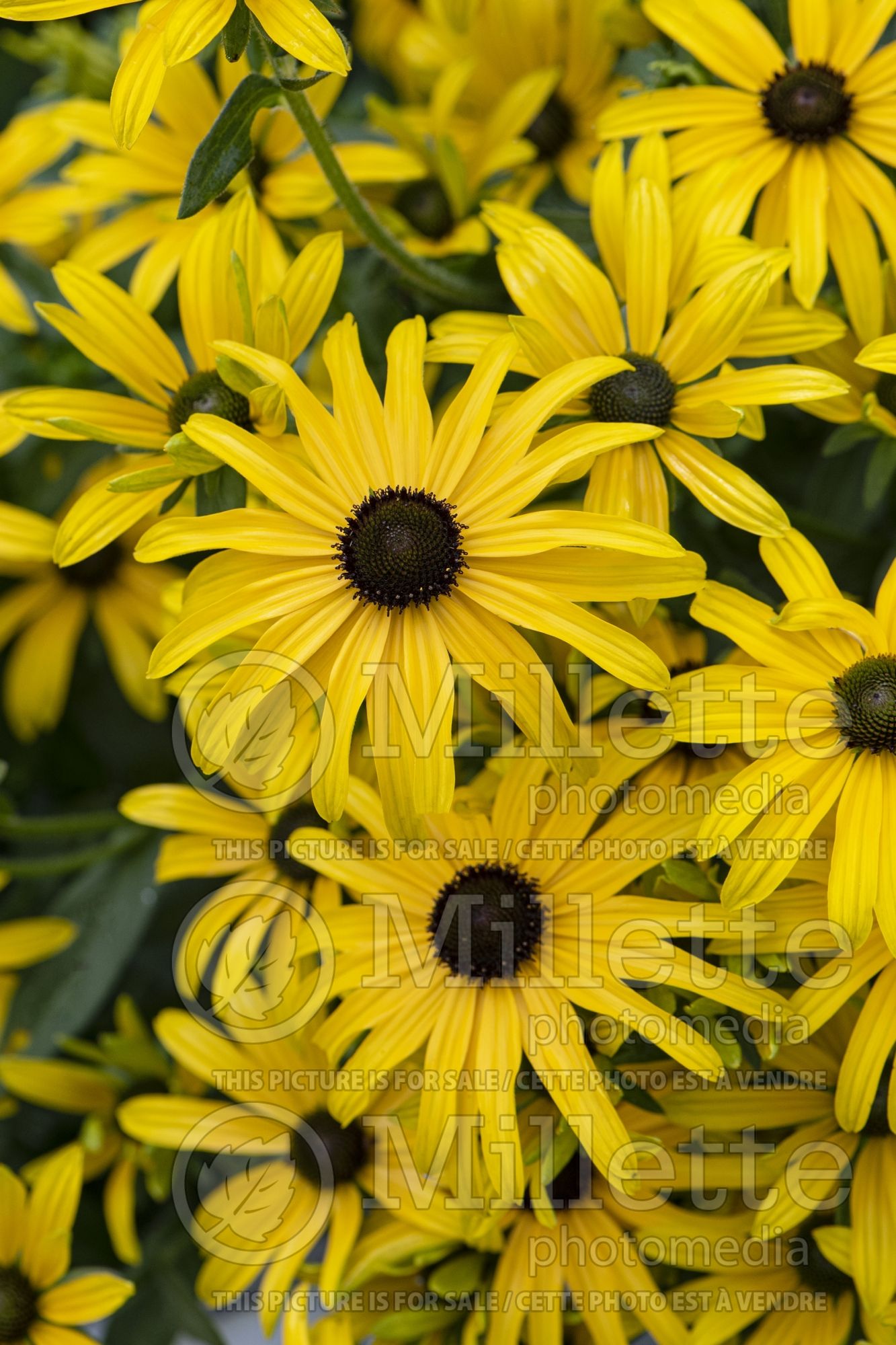 Rudbeckia Glitters Like Gold (Black-eyed Susan gloriosa daisy) 1