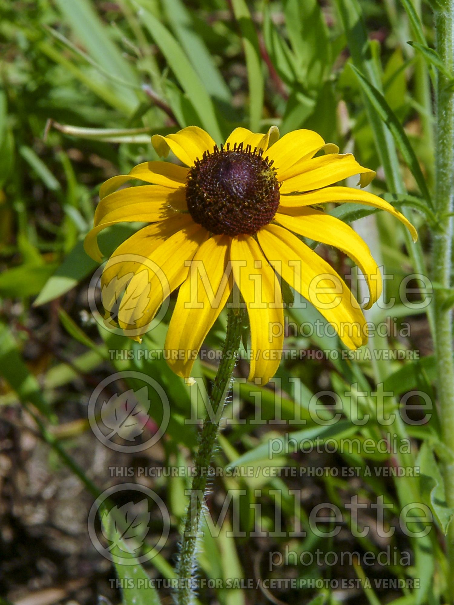 Rudbeckia hirta (Black-eyed Susan gloriosa daisy) 5