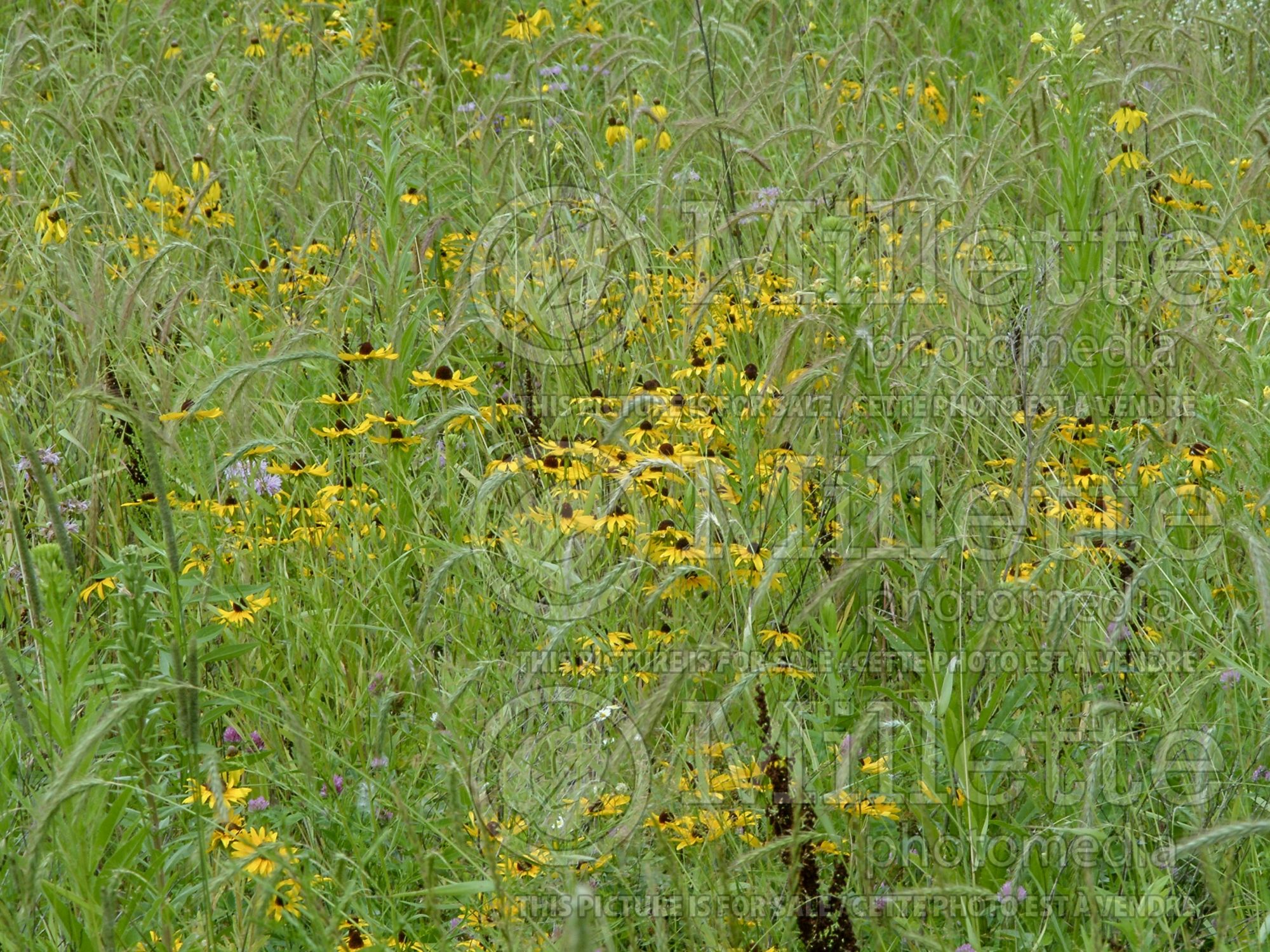 Rudbeckia hirta (Black-eyed Susan gloriosa daisy) 8