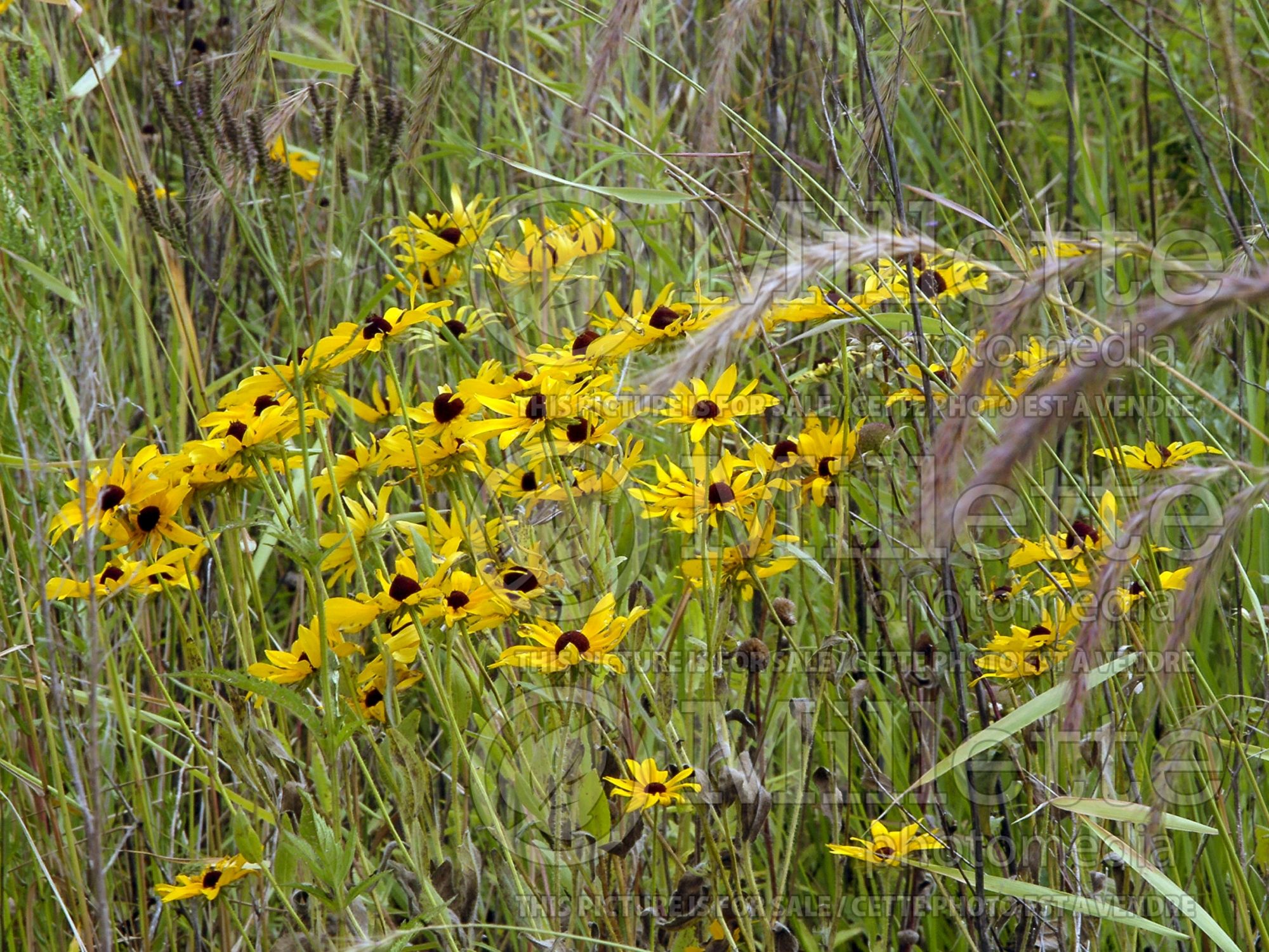Rudbeckia hirta (Black-eyed Susan gloriosa daisy) 9
