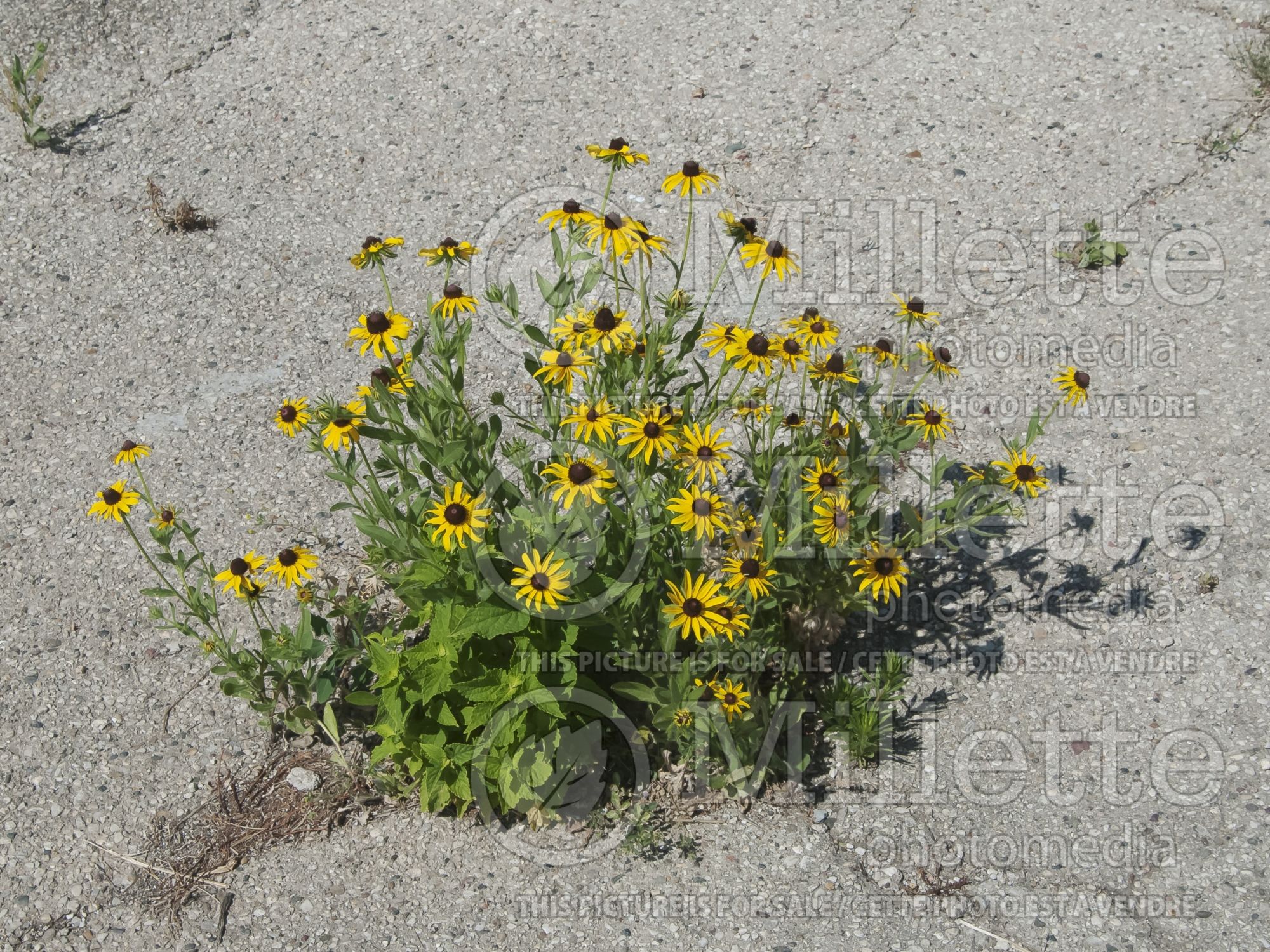 Rudbeckia hirta (Black-eyed Susan gloriosa daisy) 10