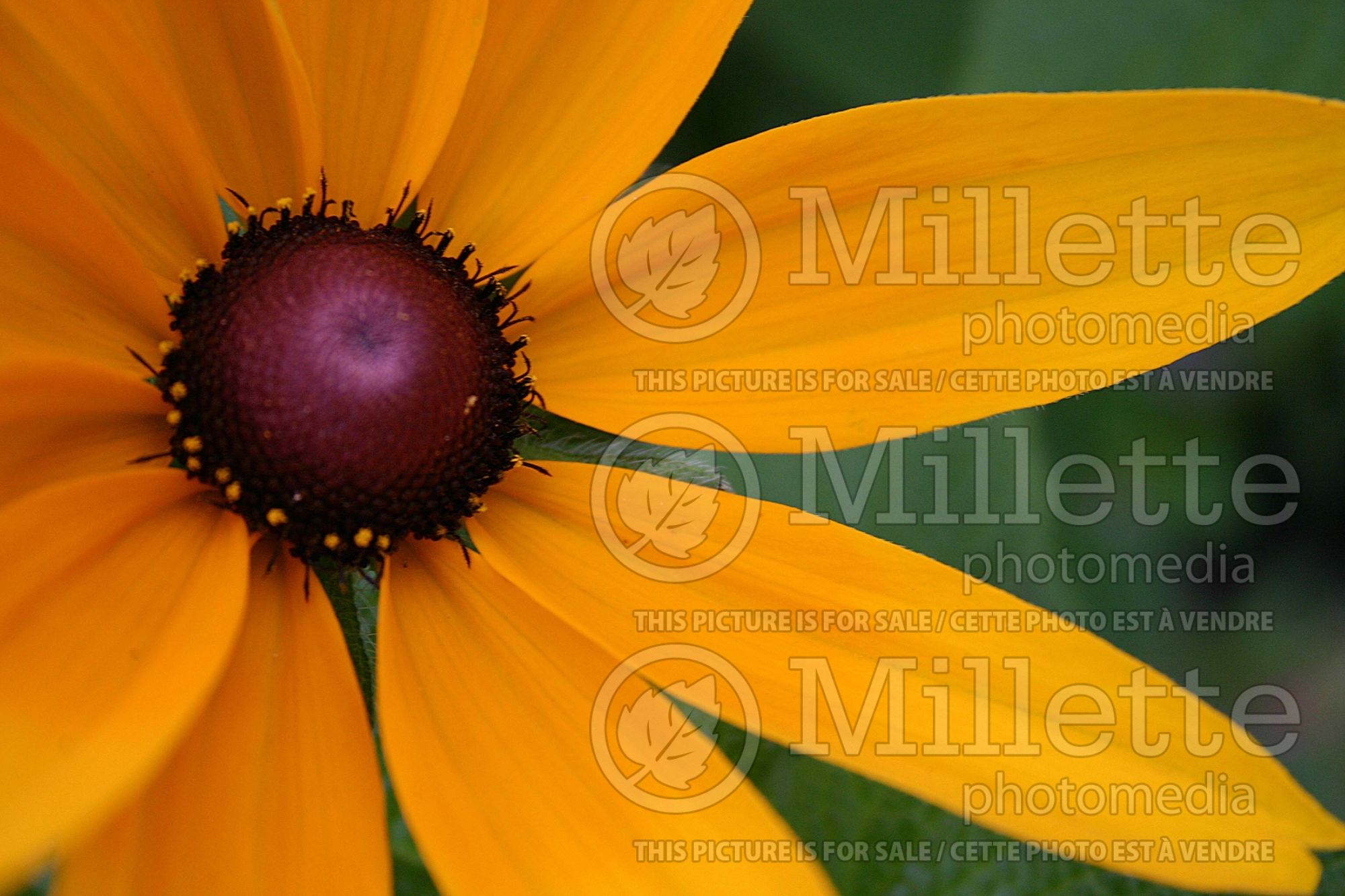 Rudbeckia Indian Summer (Black-eyed Susan) 3