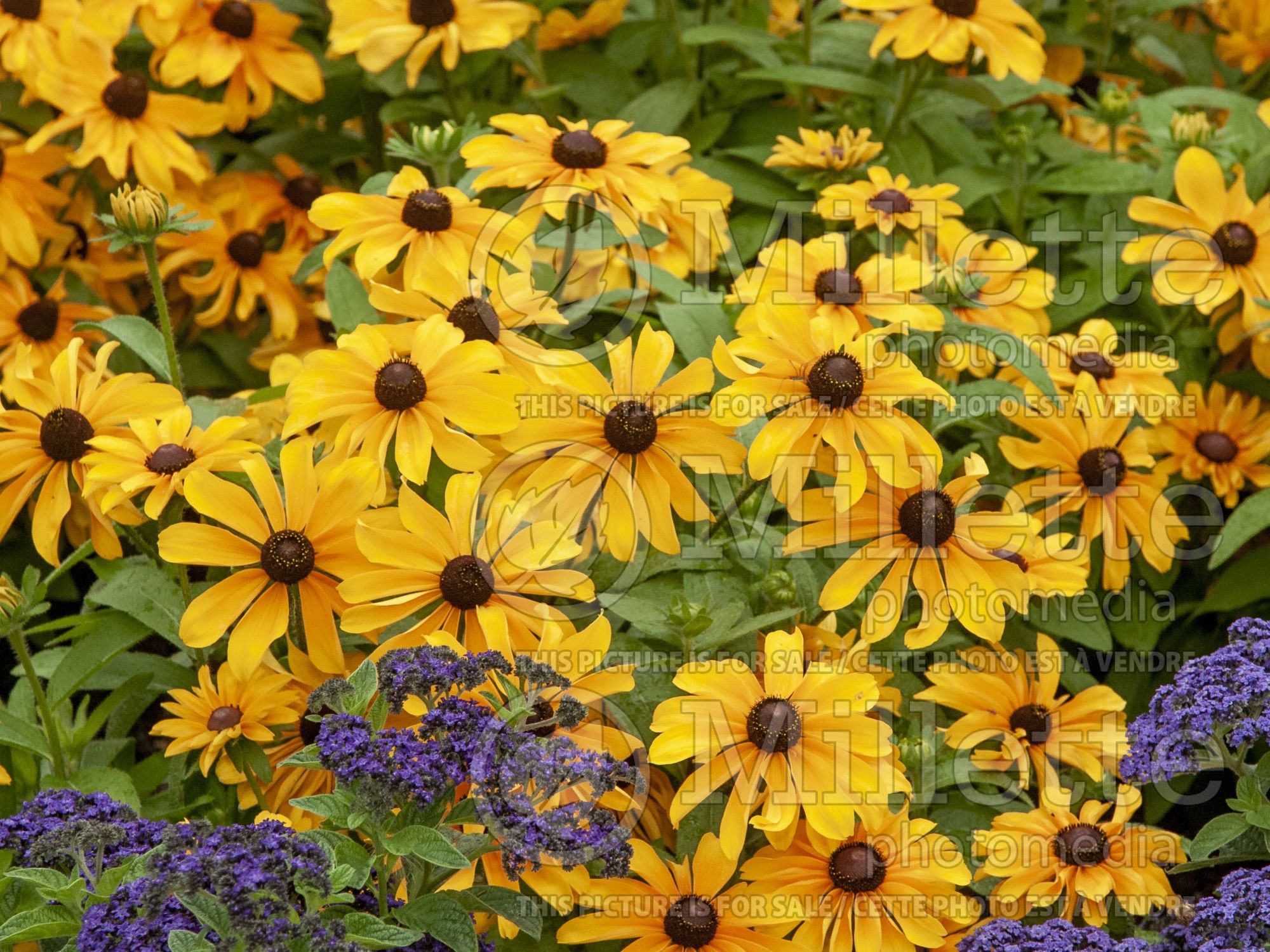 Rudbeckia Tiger Eyes (Black-eyed Susan) 3