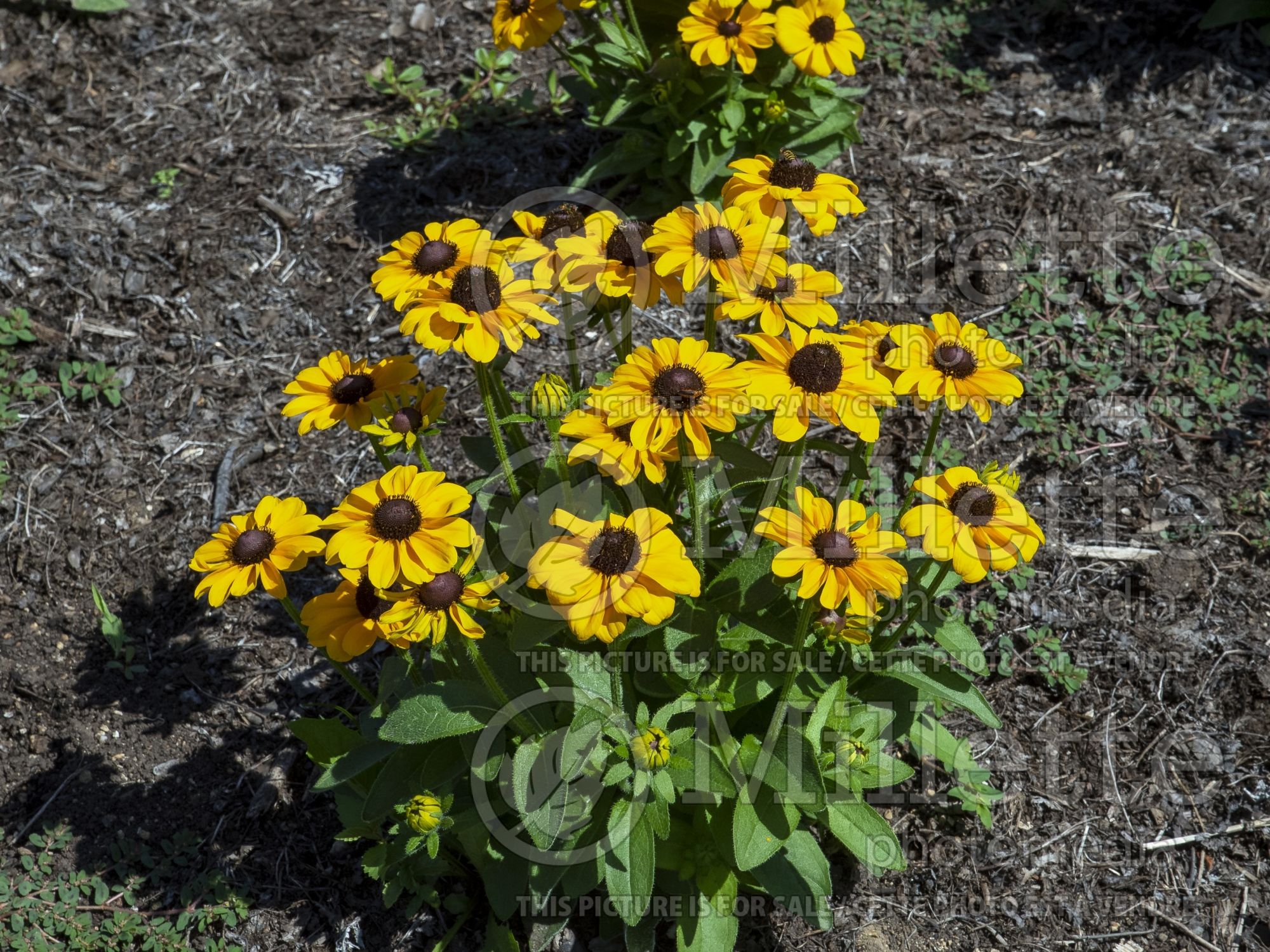 Rudbeckia Toto Gold (Black-eyed Susan) 3