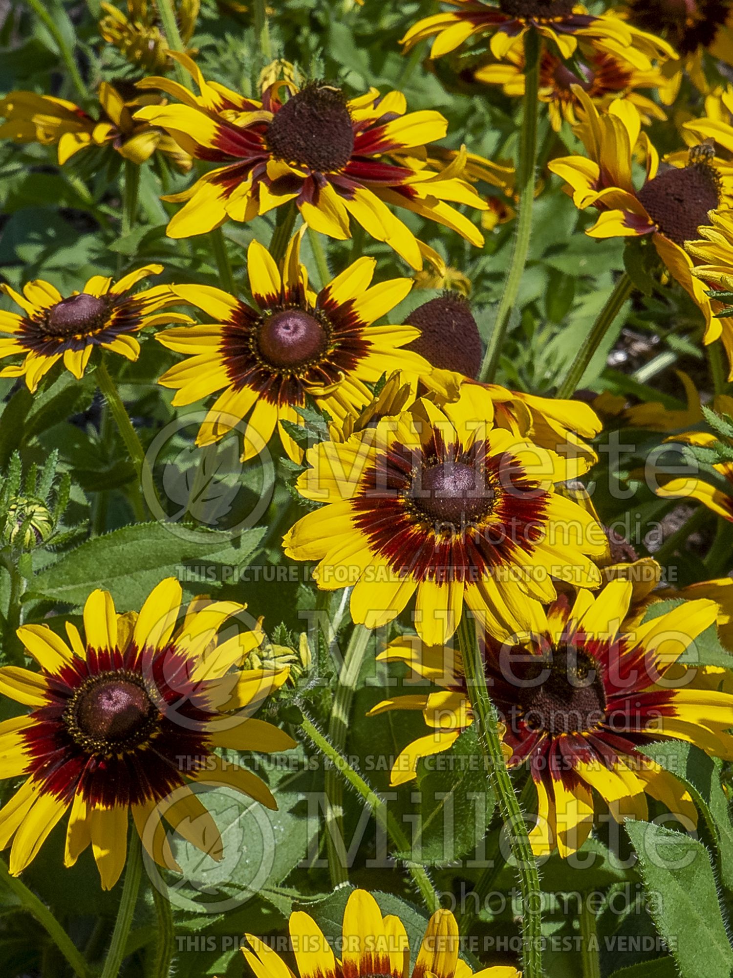 Rudbeckia Toto Rustic (Black-eyed Susan) 4