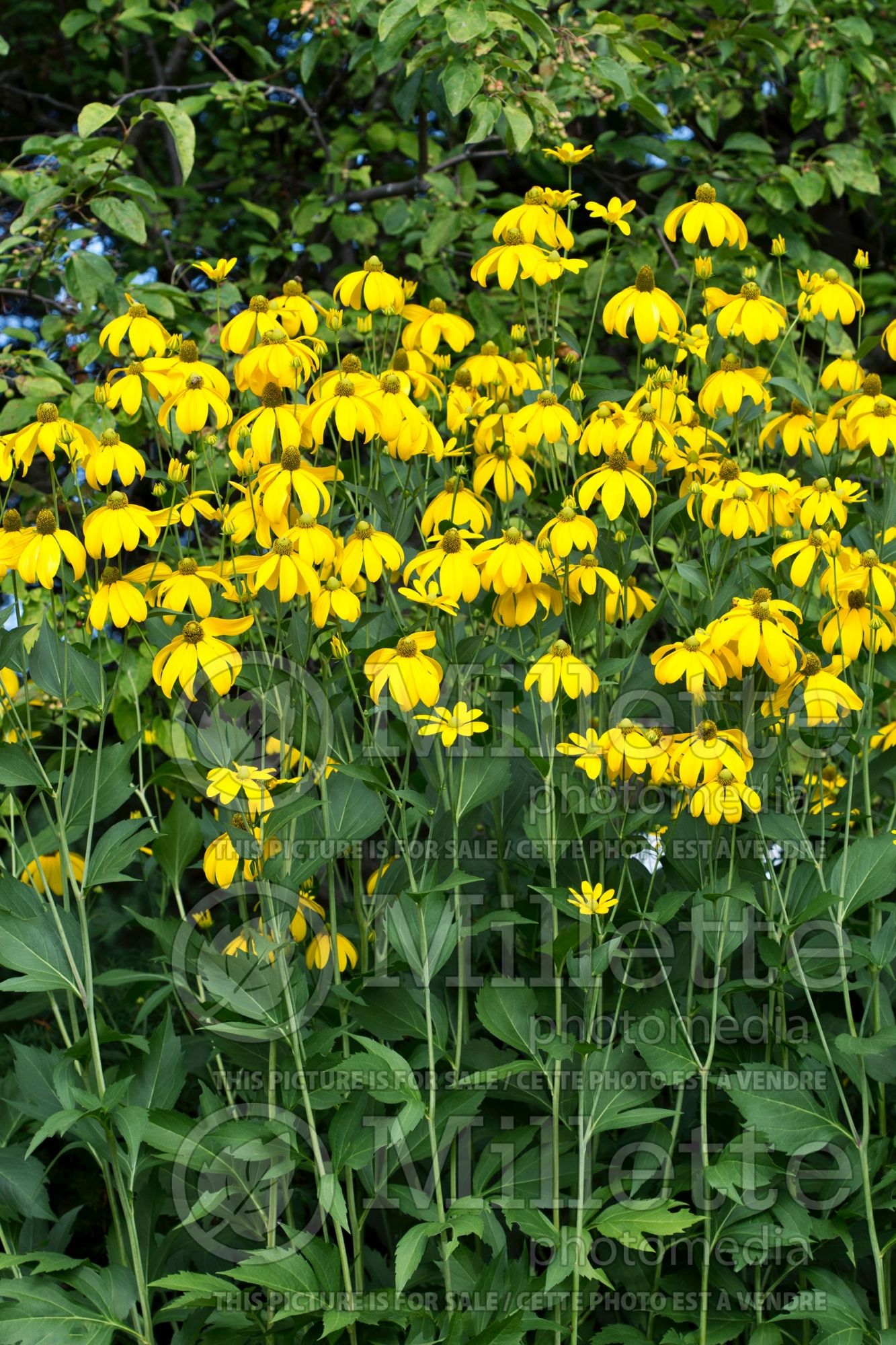 Rudbeckia Autumn Sun aka Herbstsonne (Black-eyed Susan, Coneflower) 4