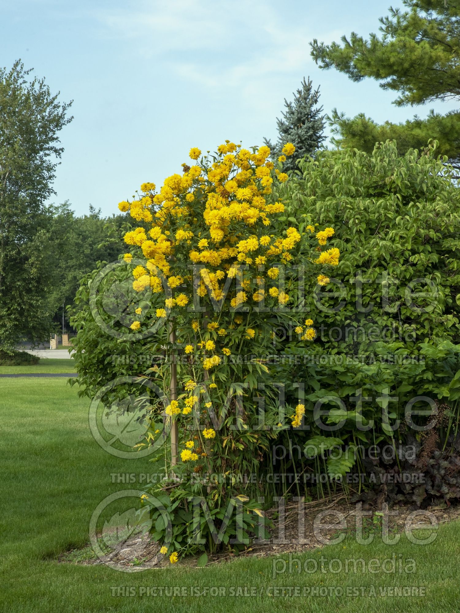 Rudbeckia Hortensia (cutleaf coneflower) 1
