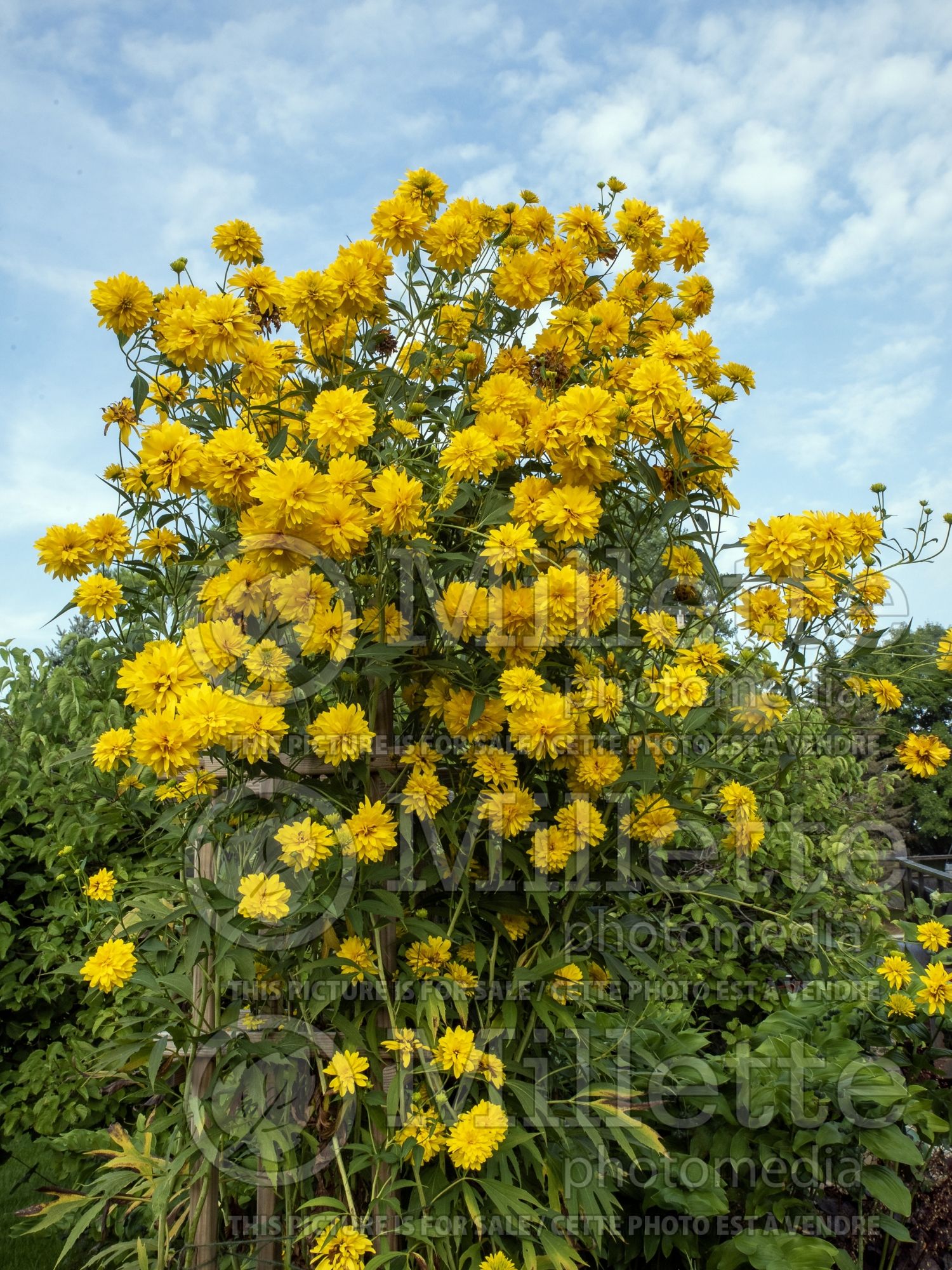Rudbeckia Hortensia (cutleaf coneflower) 2