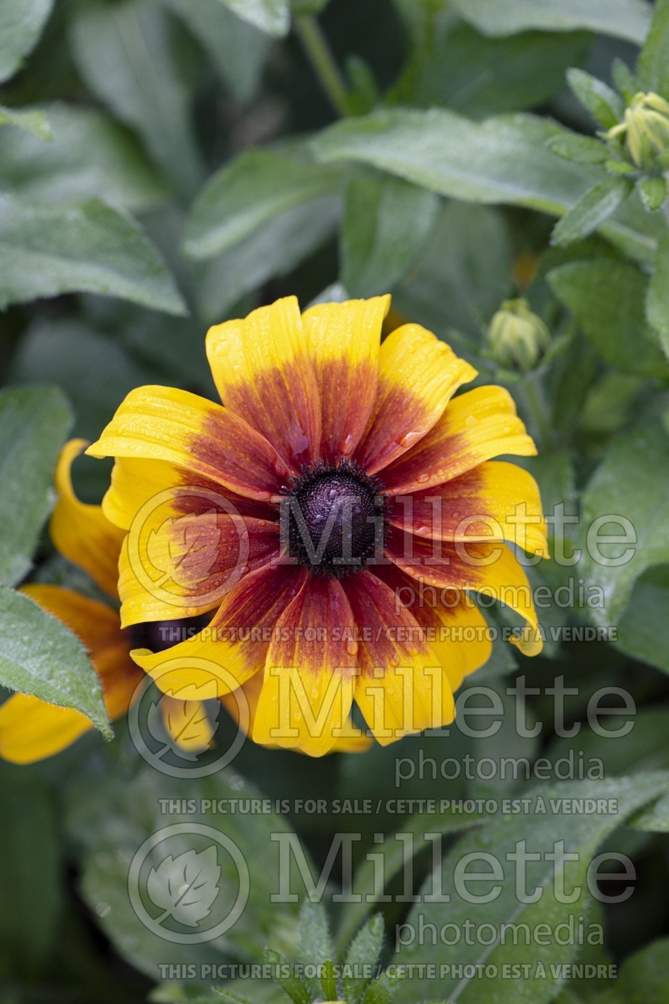 Rudbeckia Rising Sun Chestnut Gold (Black-eyed Susan) 7