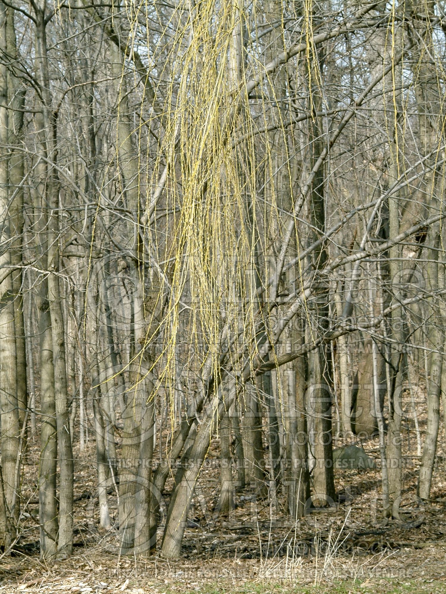 Salix alba (white willow) 4