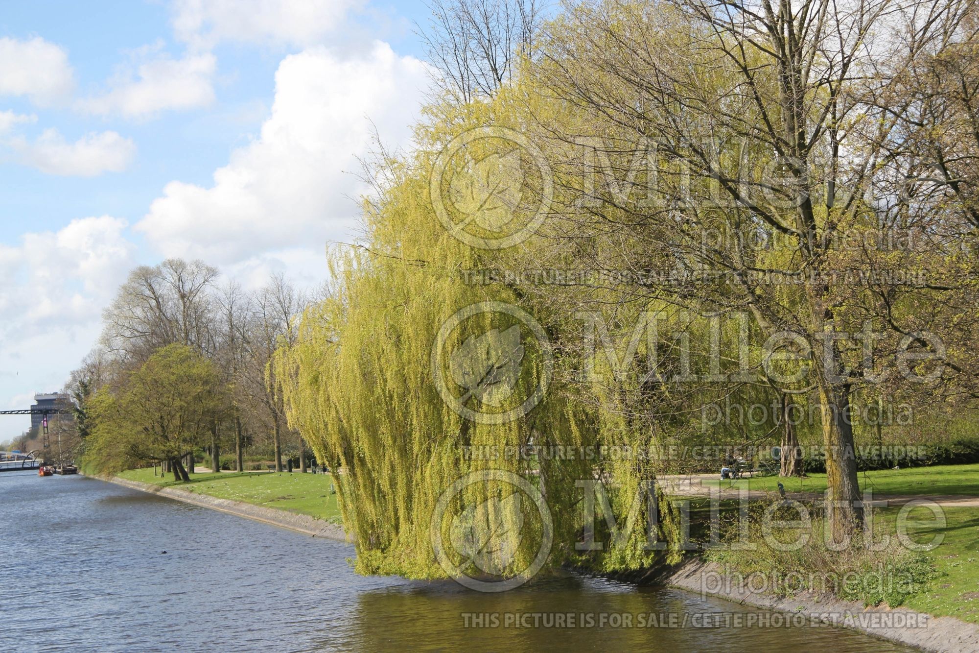 Salix babylonica (Weeping willow) 5