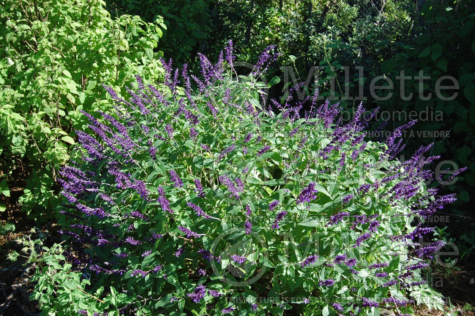 Salvia Anthony Parker (Sage) 2