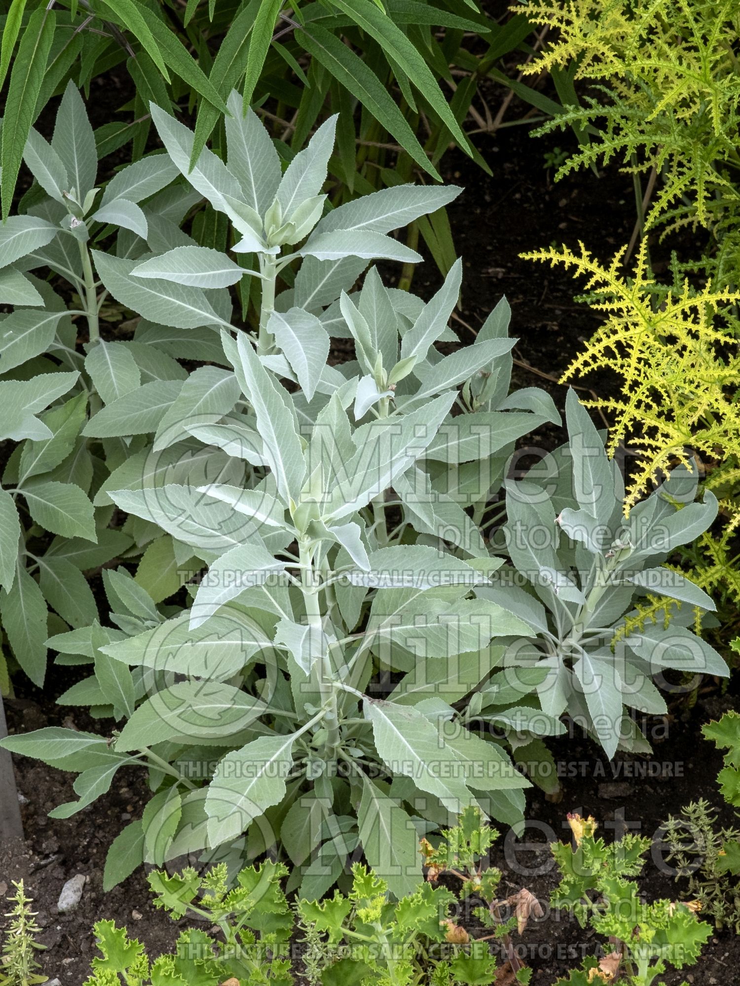 Salvia apiana (White sage) 5
