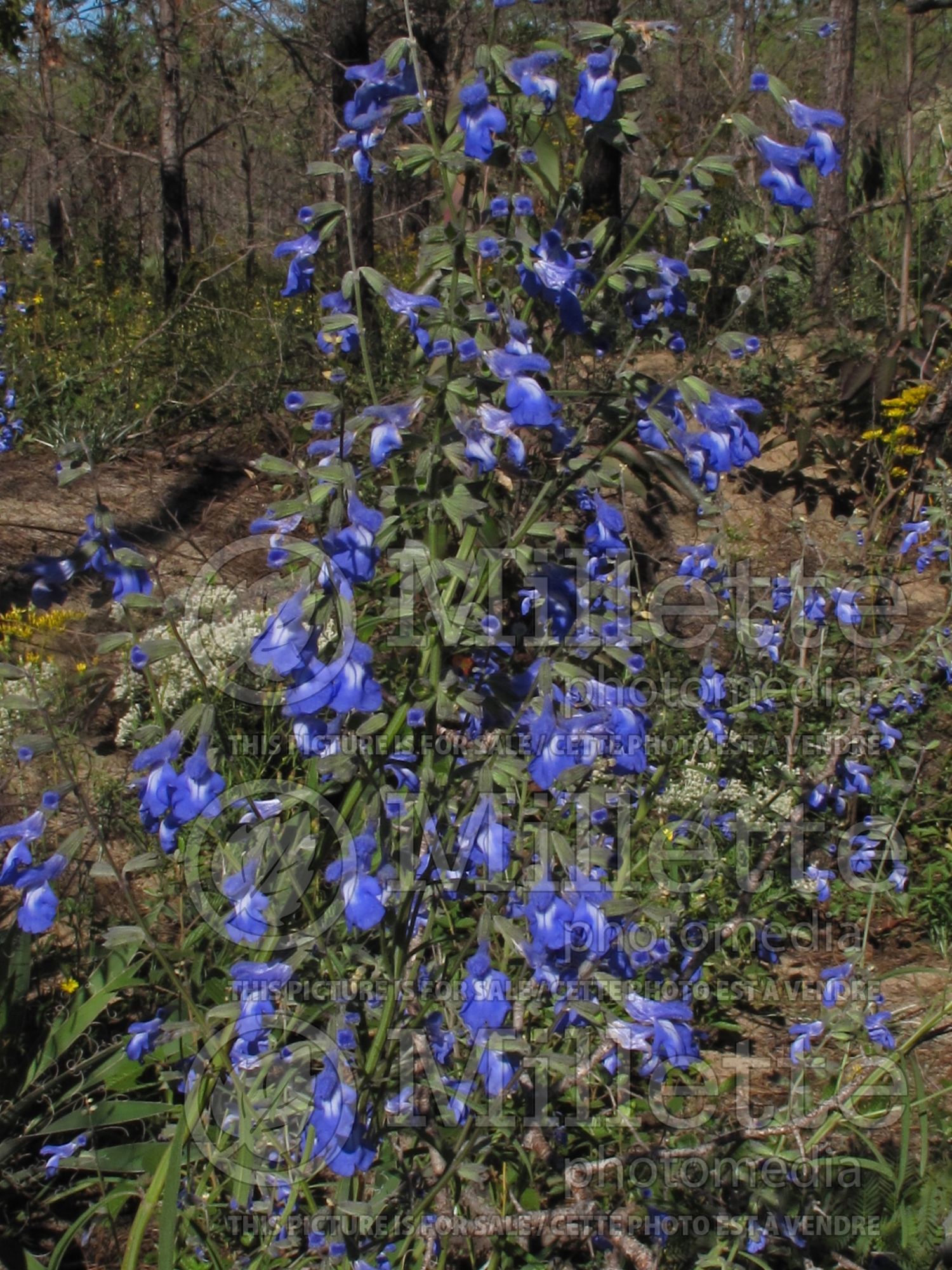 Salvia azurea (blue sage - sauge) 6