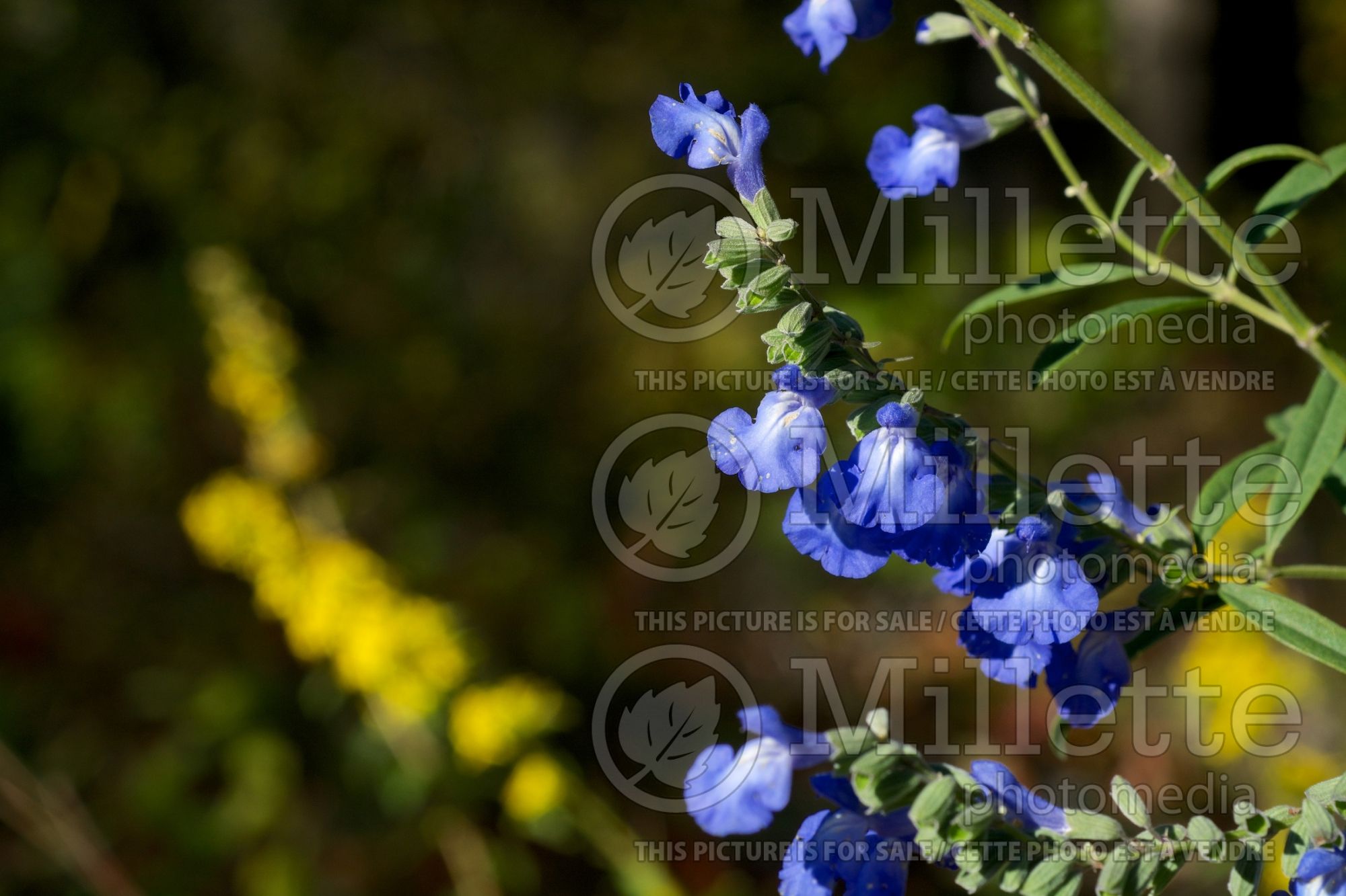 Salvia azurea (blue sage) 3