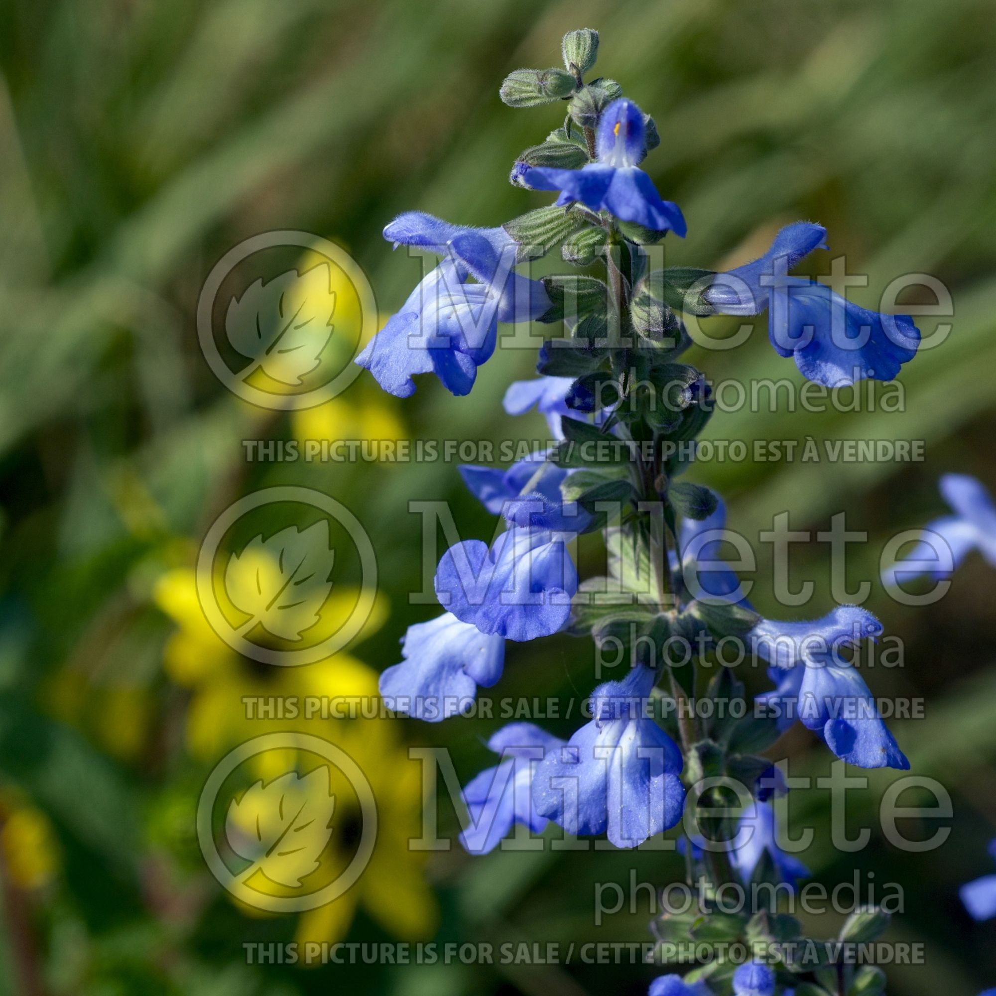 Salvia azurea (blue sage) 5