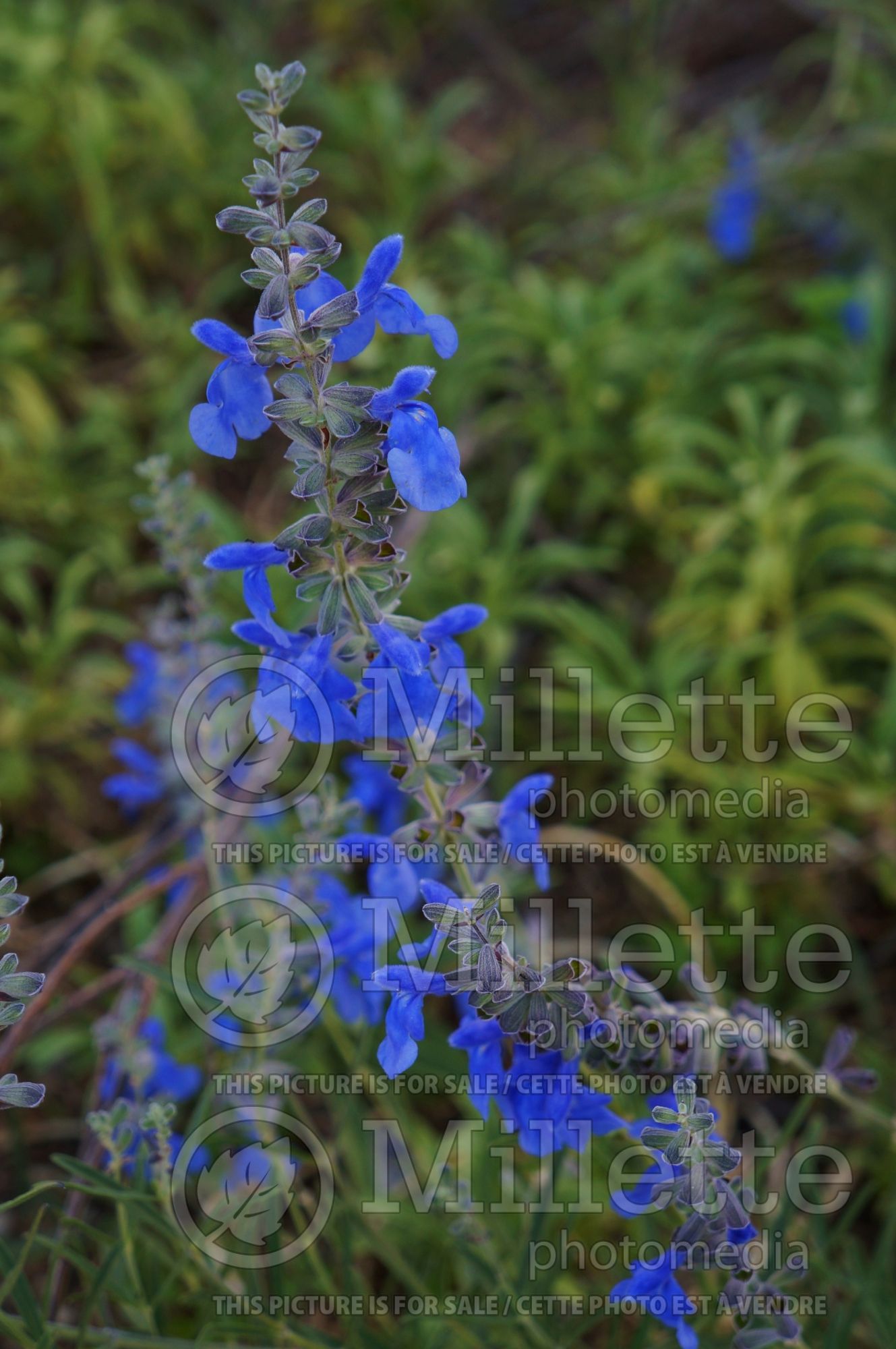 Salvia Nekan (sage) 1