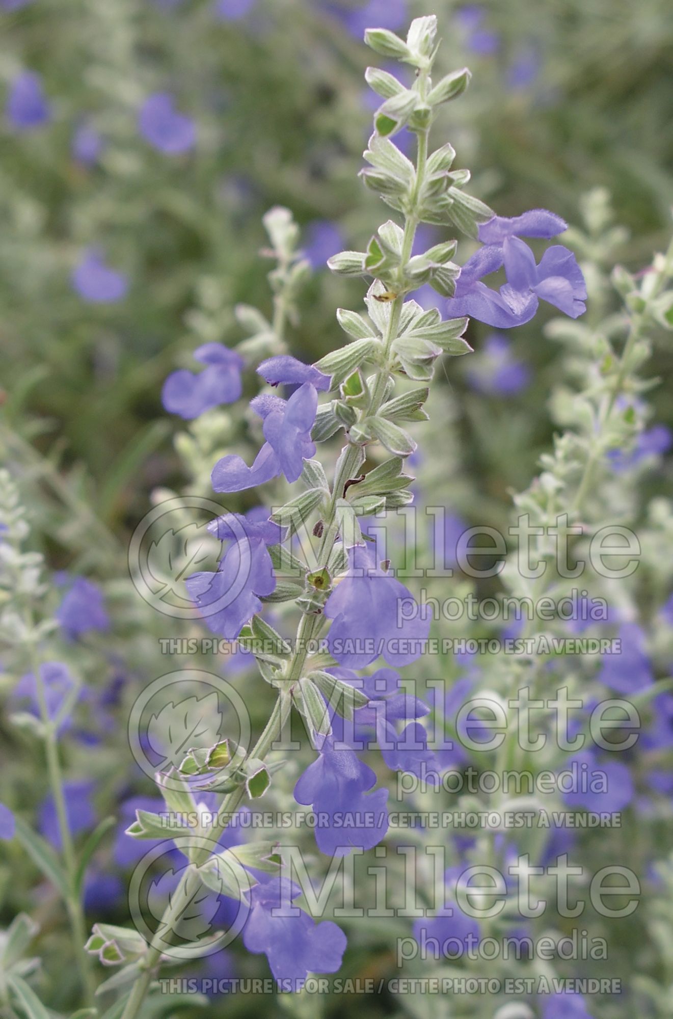 Salvia azurea (blue sage - sauge) 7