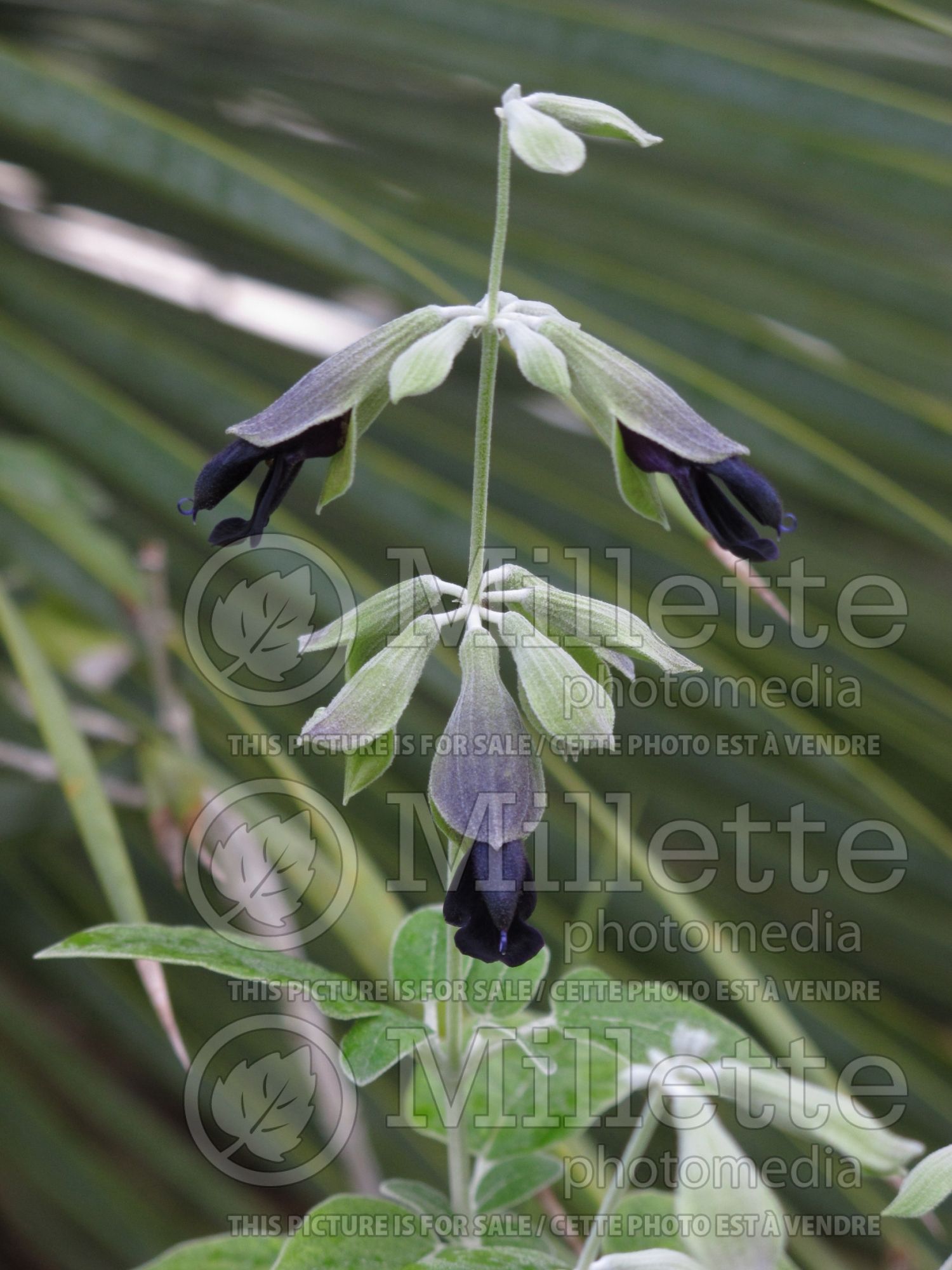 Salvia discolor (Andean silver-leaf sage) 1