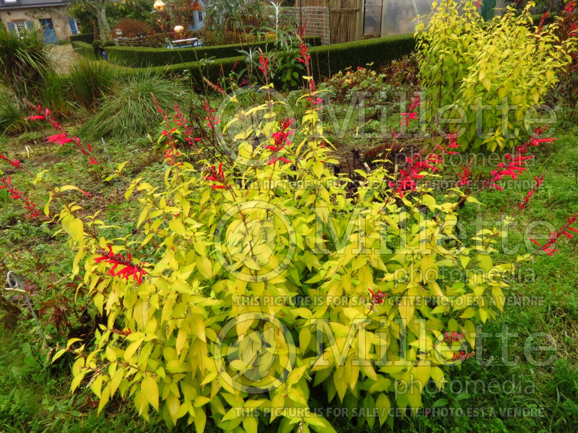 Salvia Golden Delicious (Sage) 3