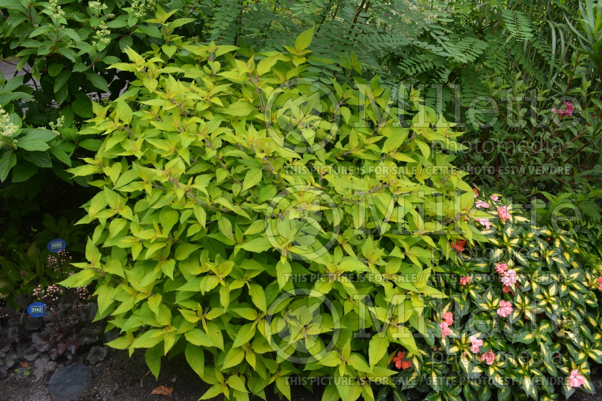 Salvia Golden Delicious (Sage) 7