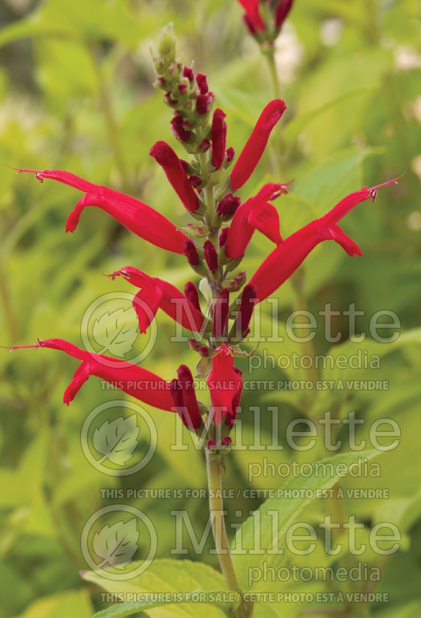 Salvia Golden Delicious (Sage) 5