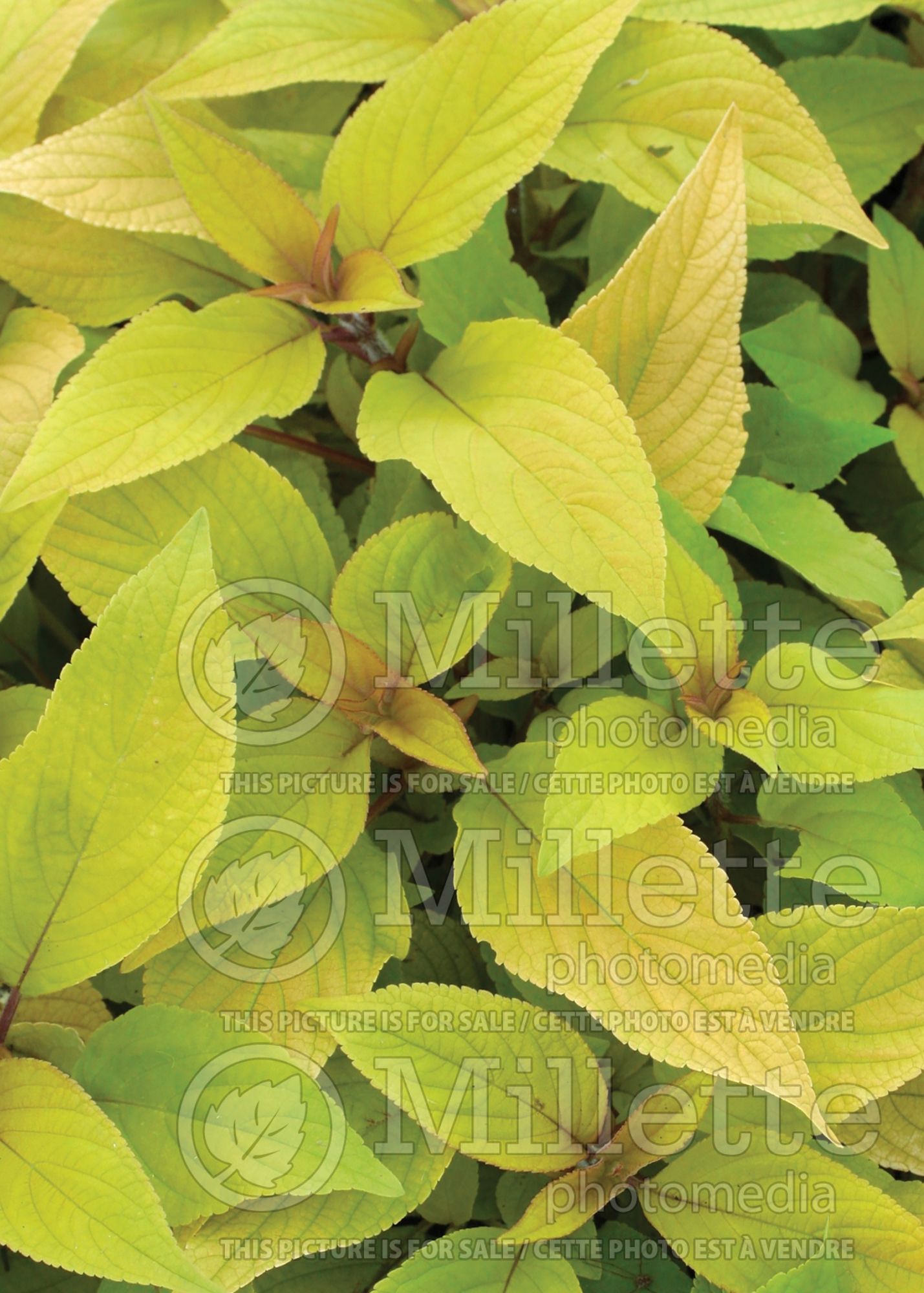 Salvia Golden Delicious (Sage) 4