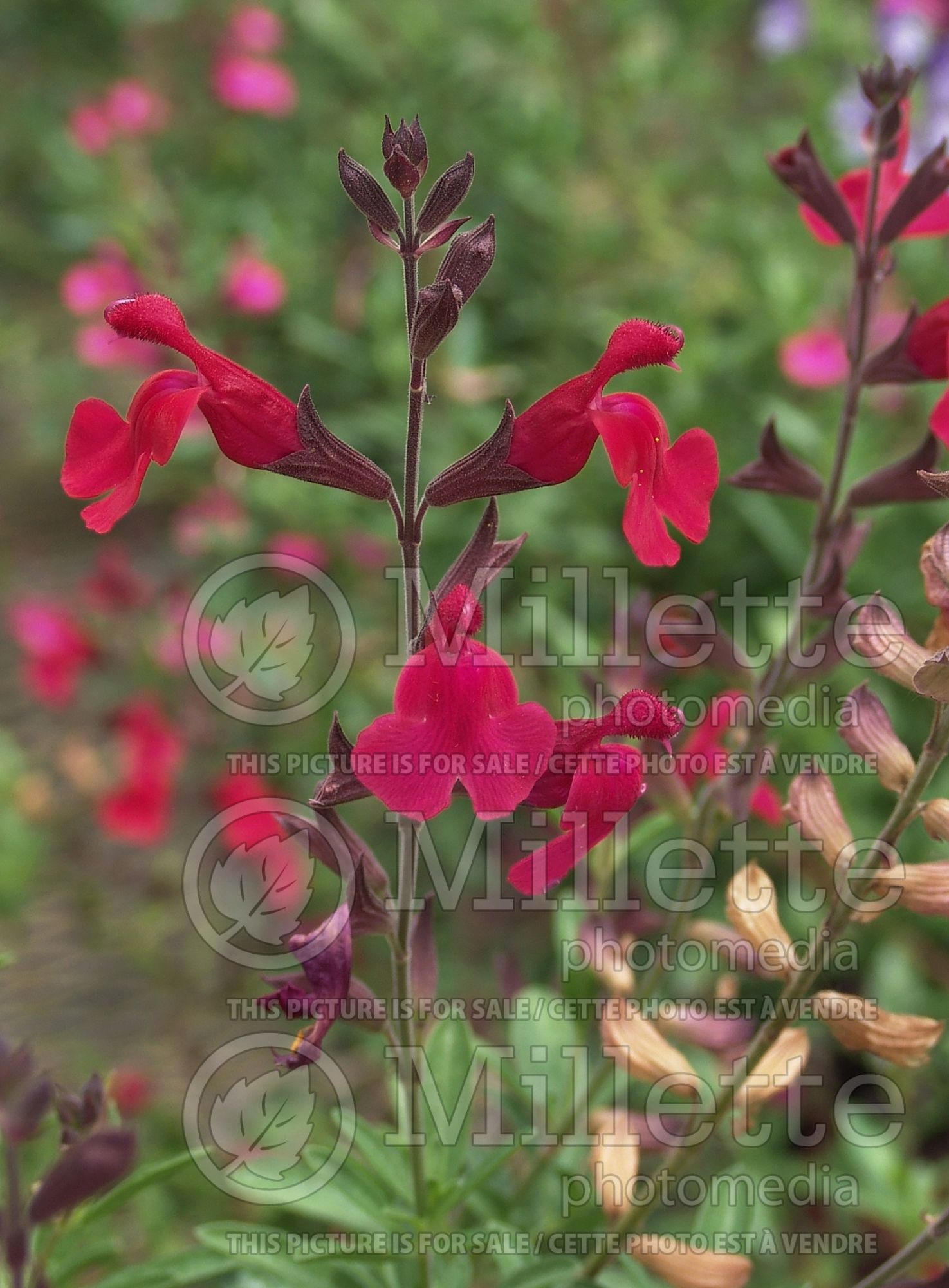 Salvia Furman's Red (Sage) 3