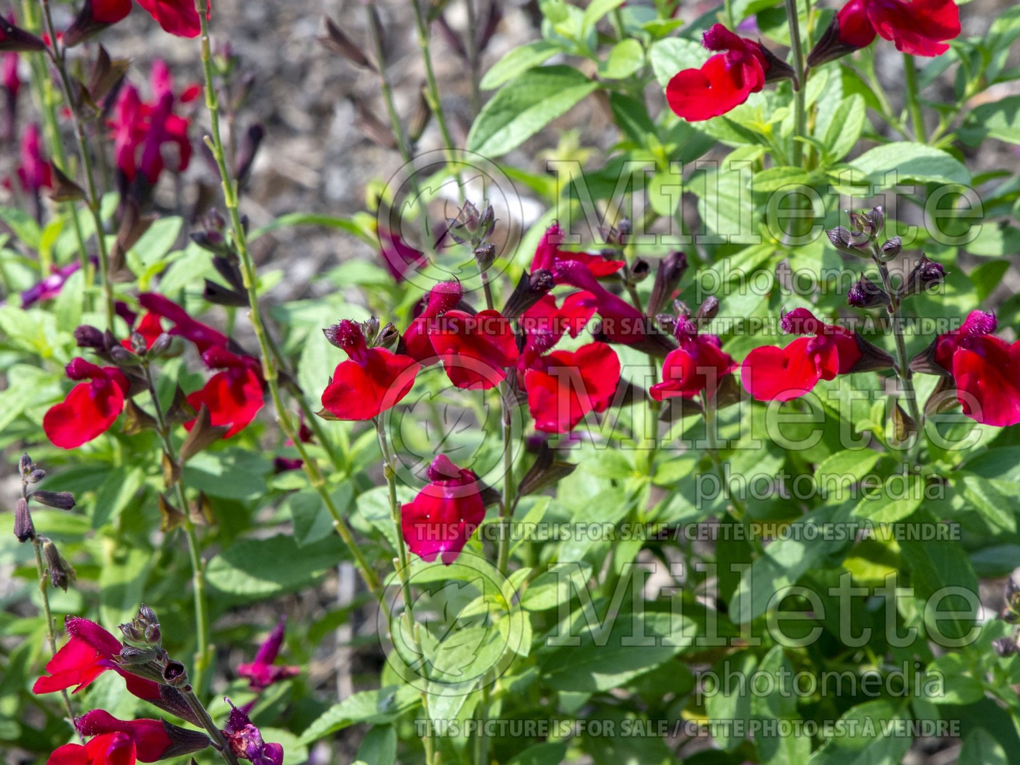 Salvia Mirage Cherry Red (Autumn Sage) 2