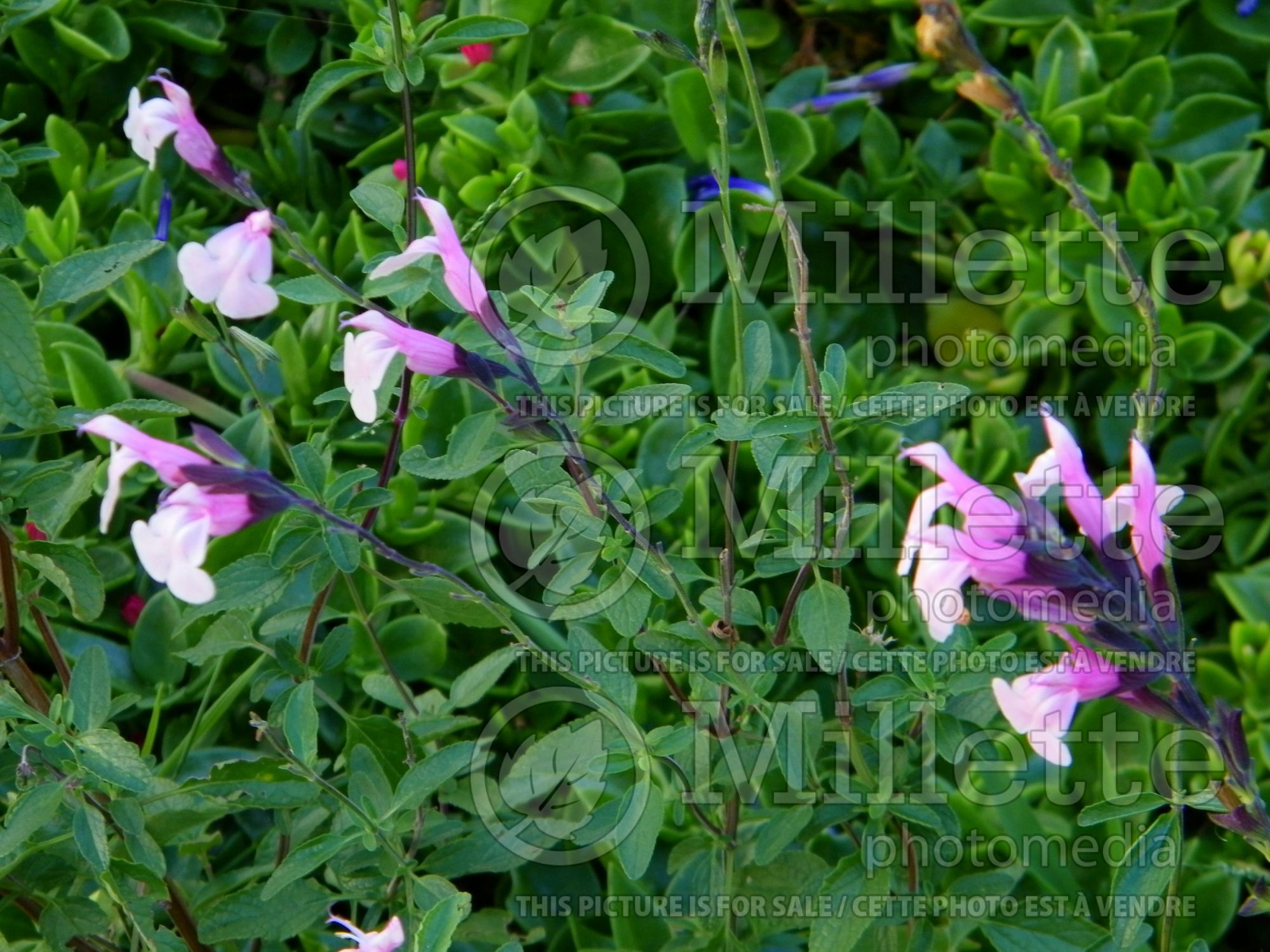 Salvia Stormy Pink (Autumn Sage) 2