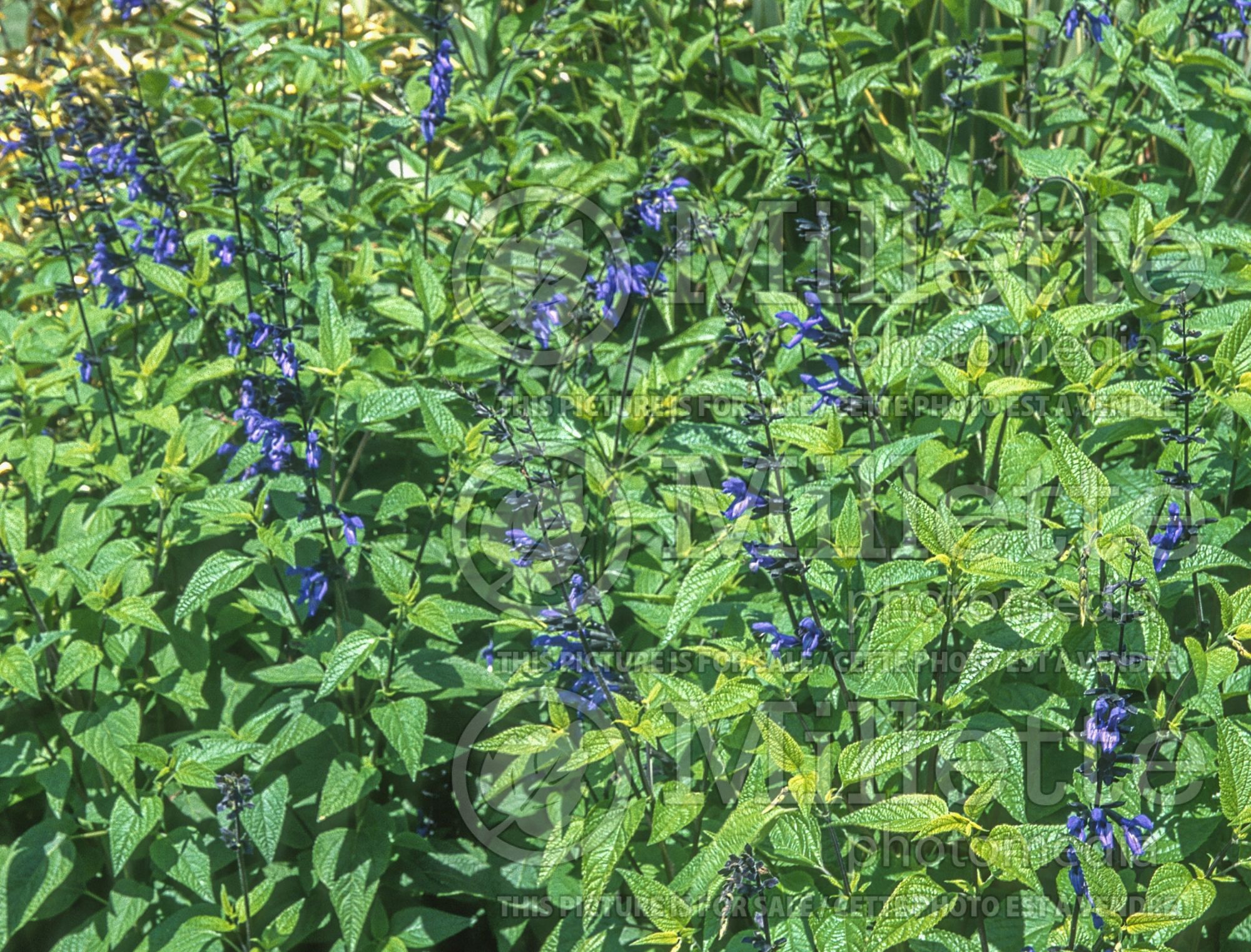 Salvia Black and Blue (Forsythia Sage) 10