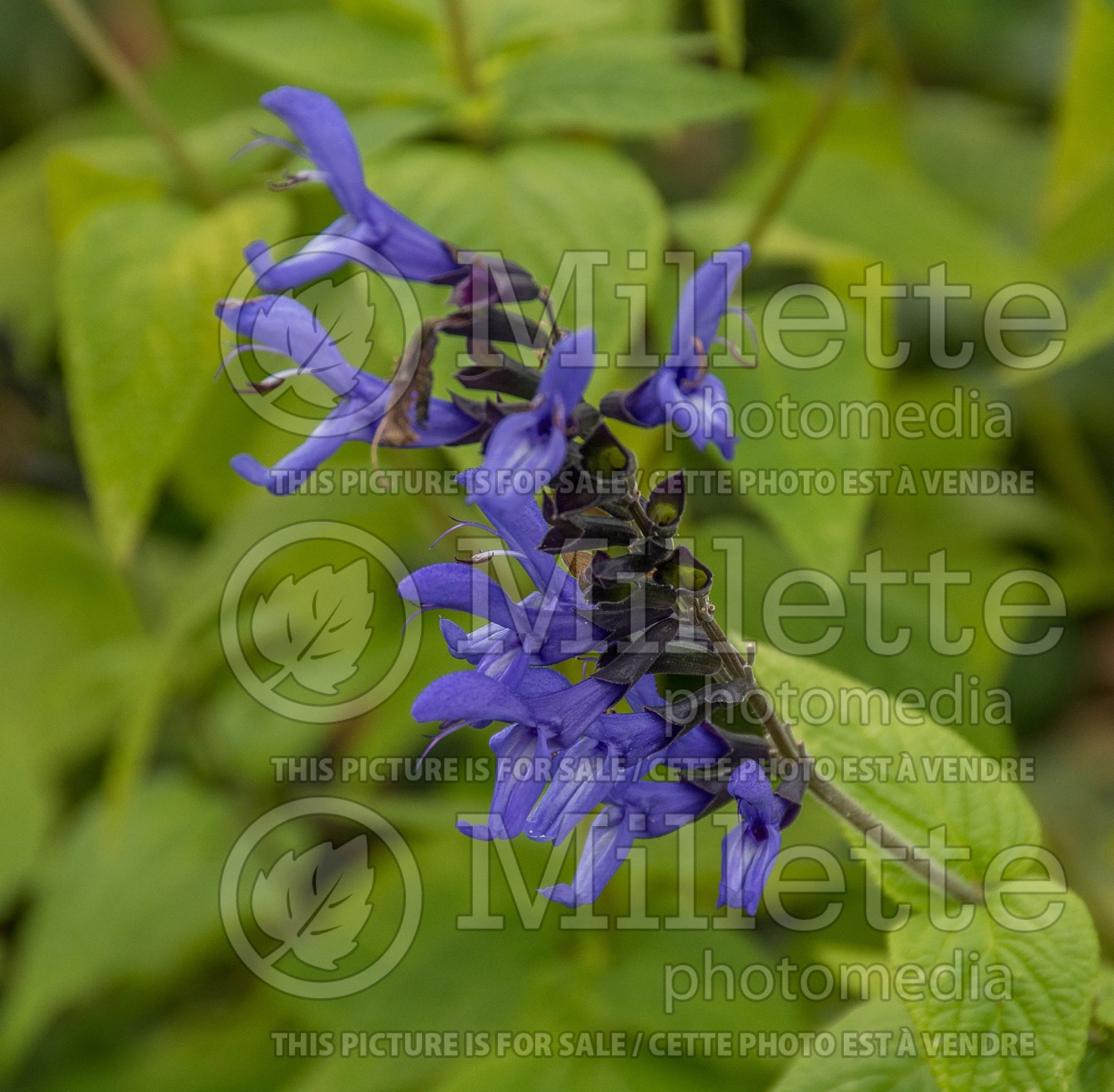 Salvia Black and Blue (Forsythia Sage) 9