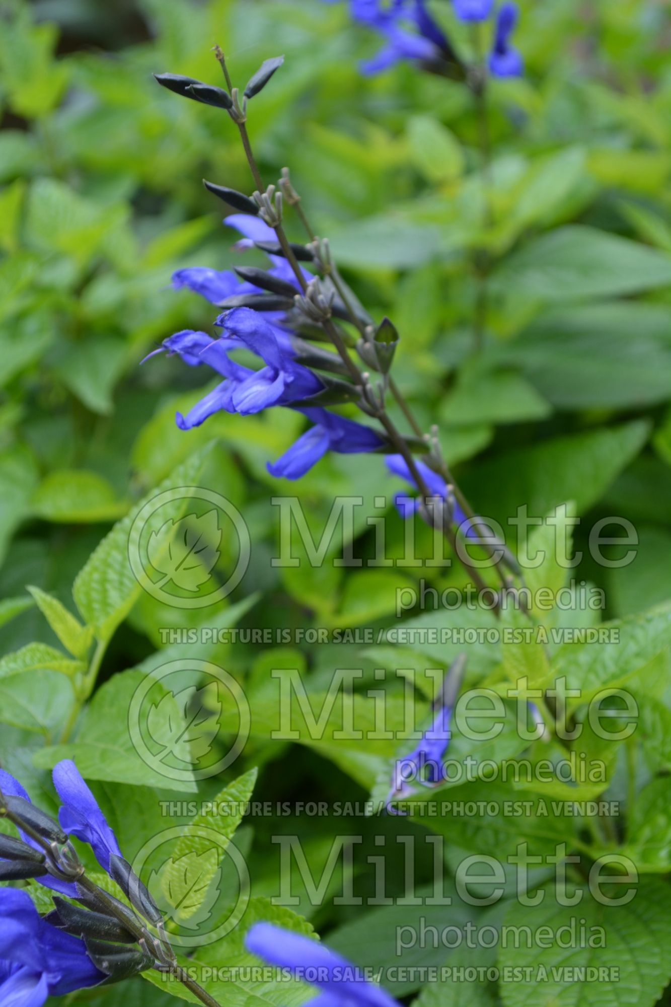 Salvia Black and Blue (Forsythia Sage) 8