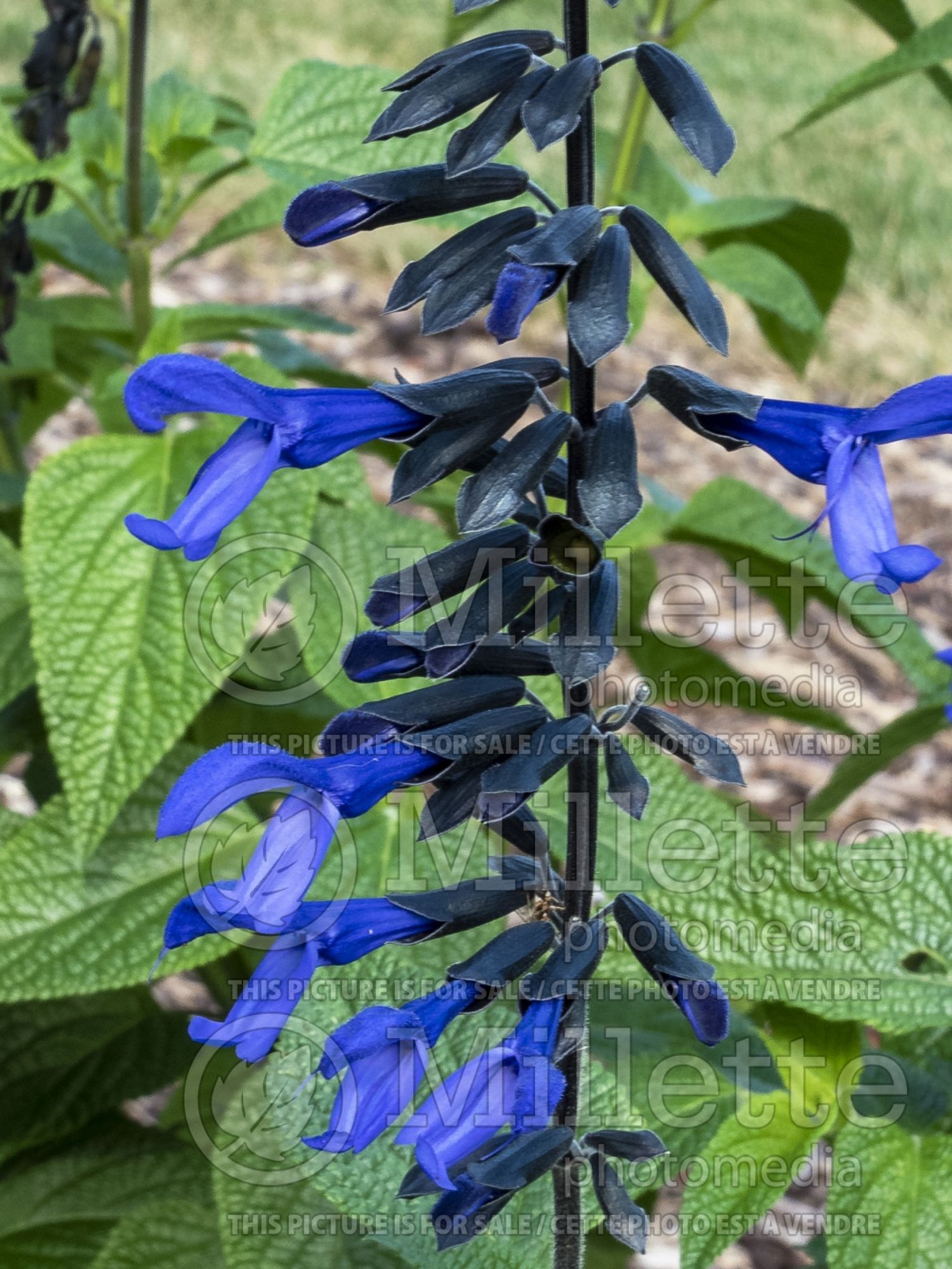 Salvia Black & Bloom (Anise-Scented Sage) 1