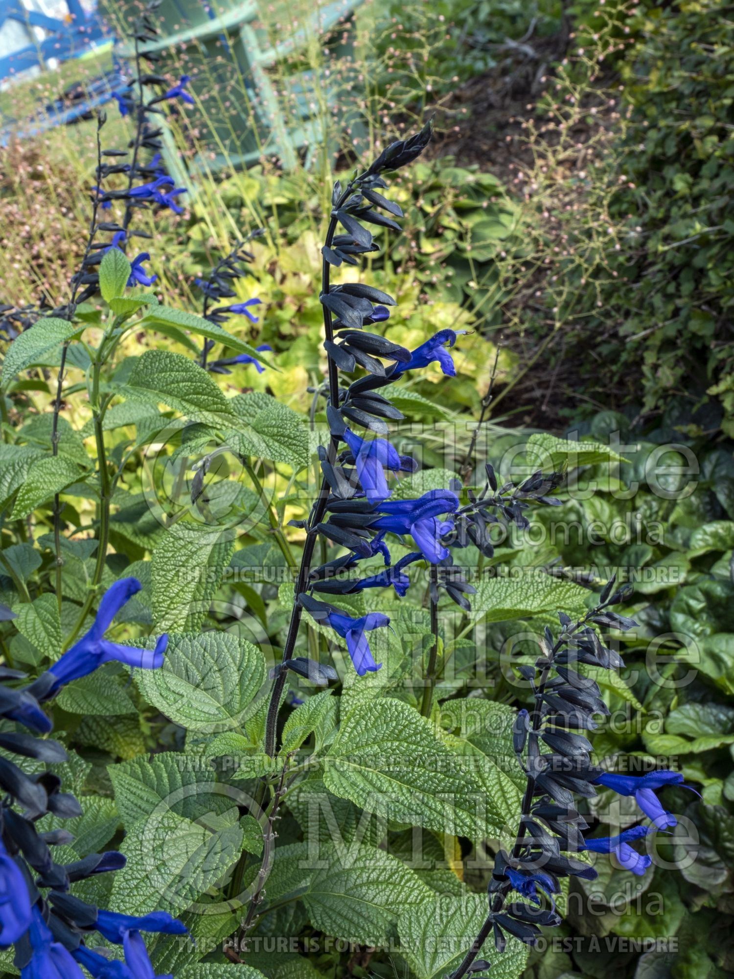 Salvia Black & Bloom (Anise-Scented Sage) 3