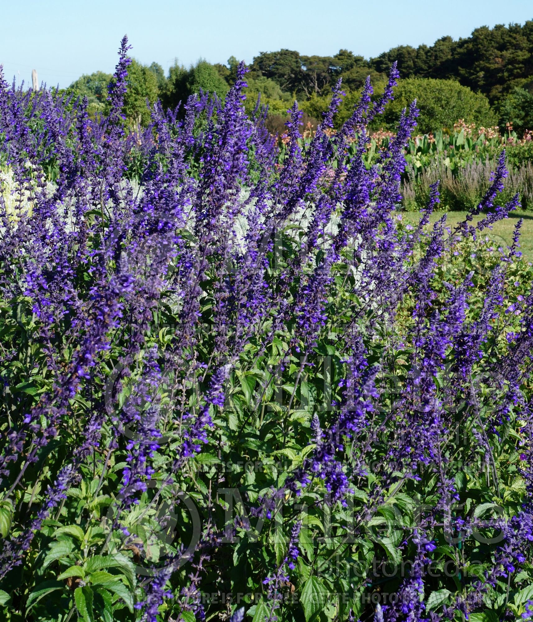 Salvia Indigo Spires (Sage) 9