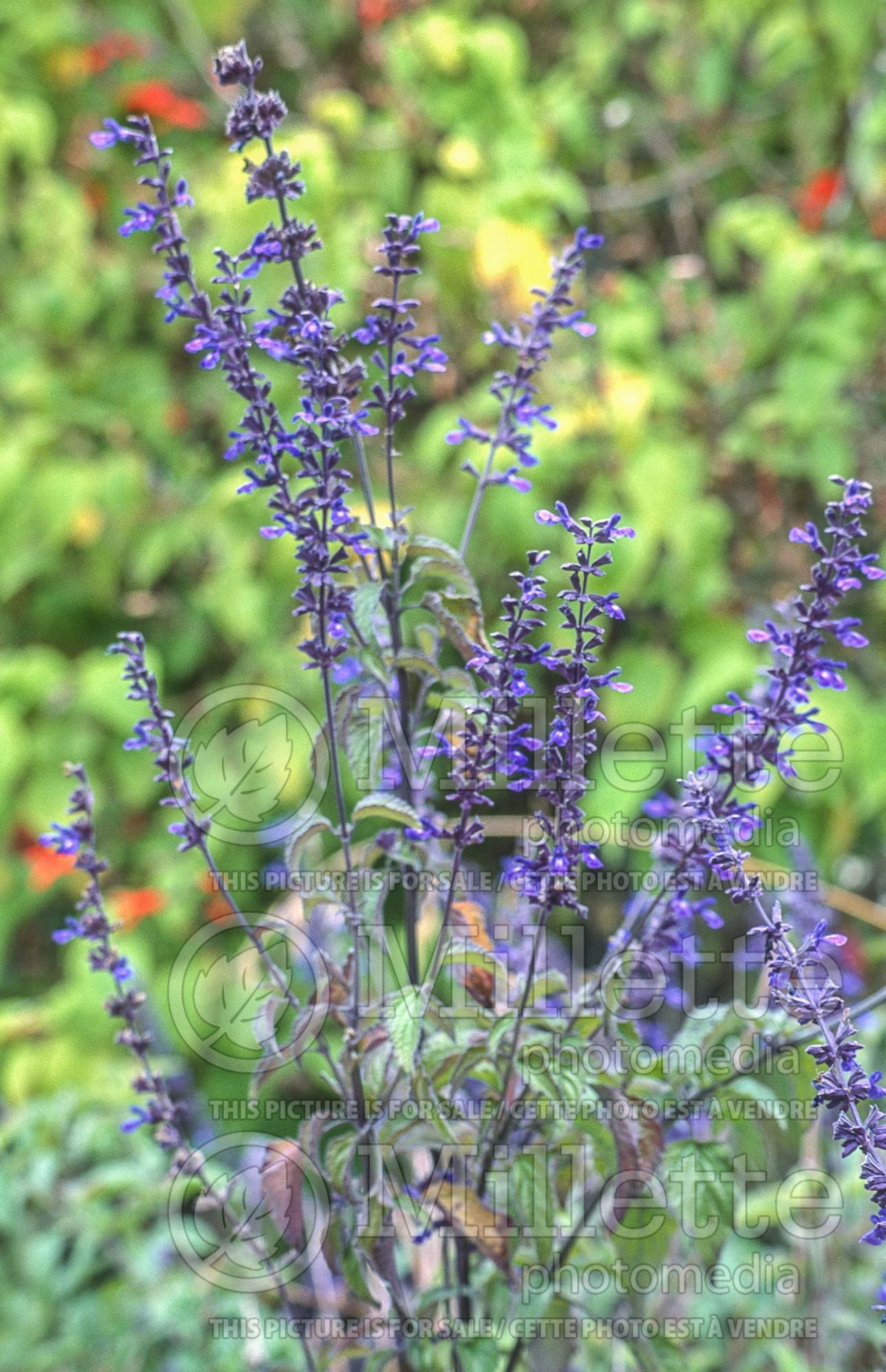 Salvia Indigo Spires (Sage) 5