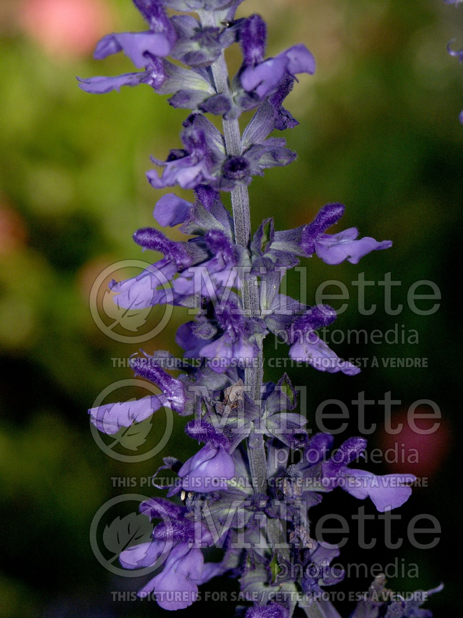 Salvia Indigo Spires (Sage) 7