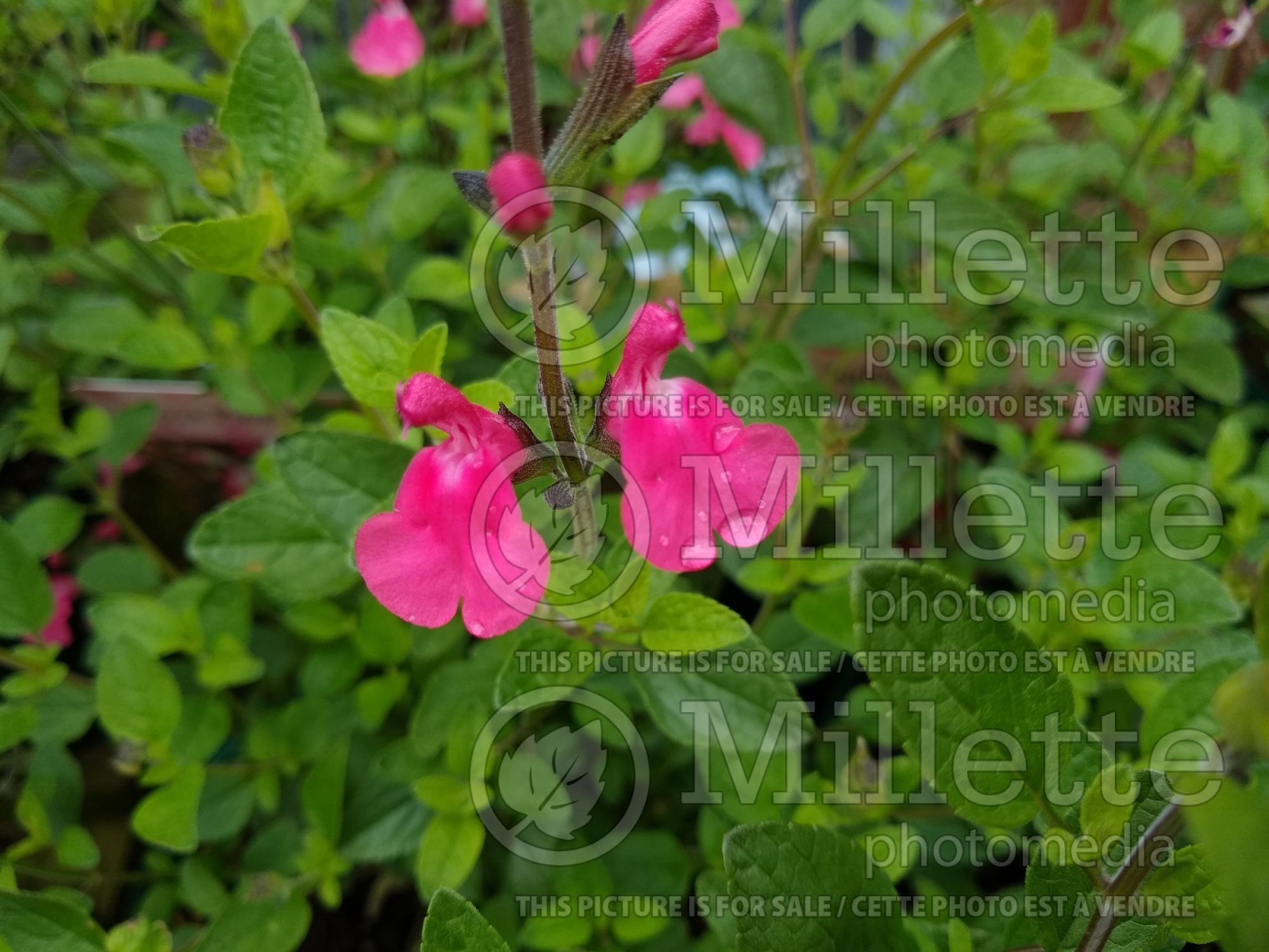 Salvia Pink Lips (Sage) 1