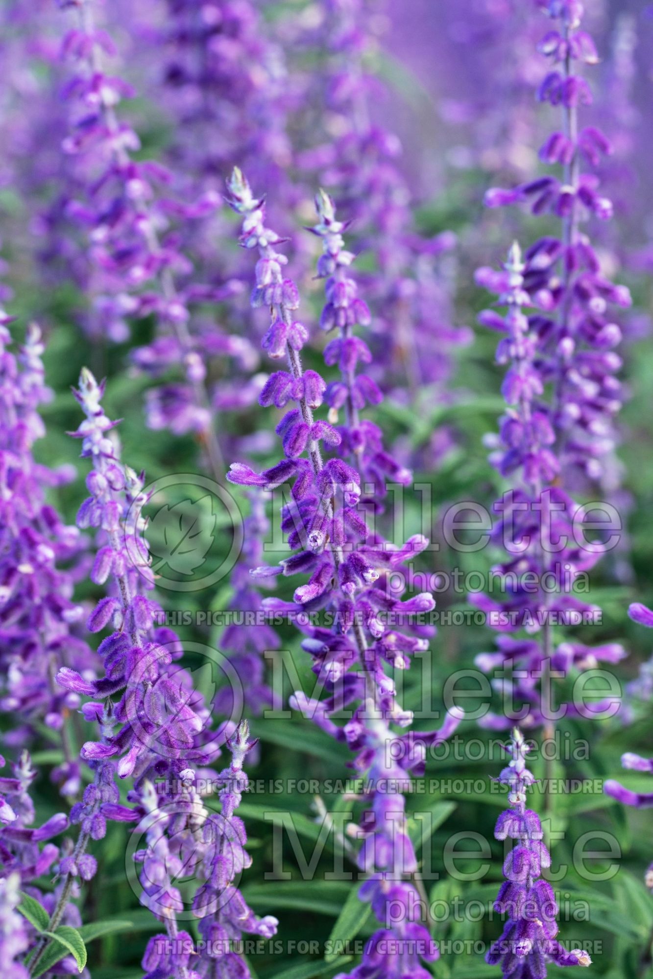 Salvia Santa Barbara (Sage) 6