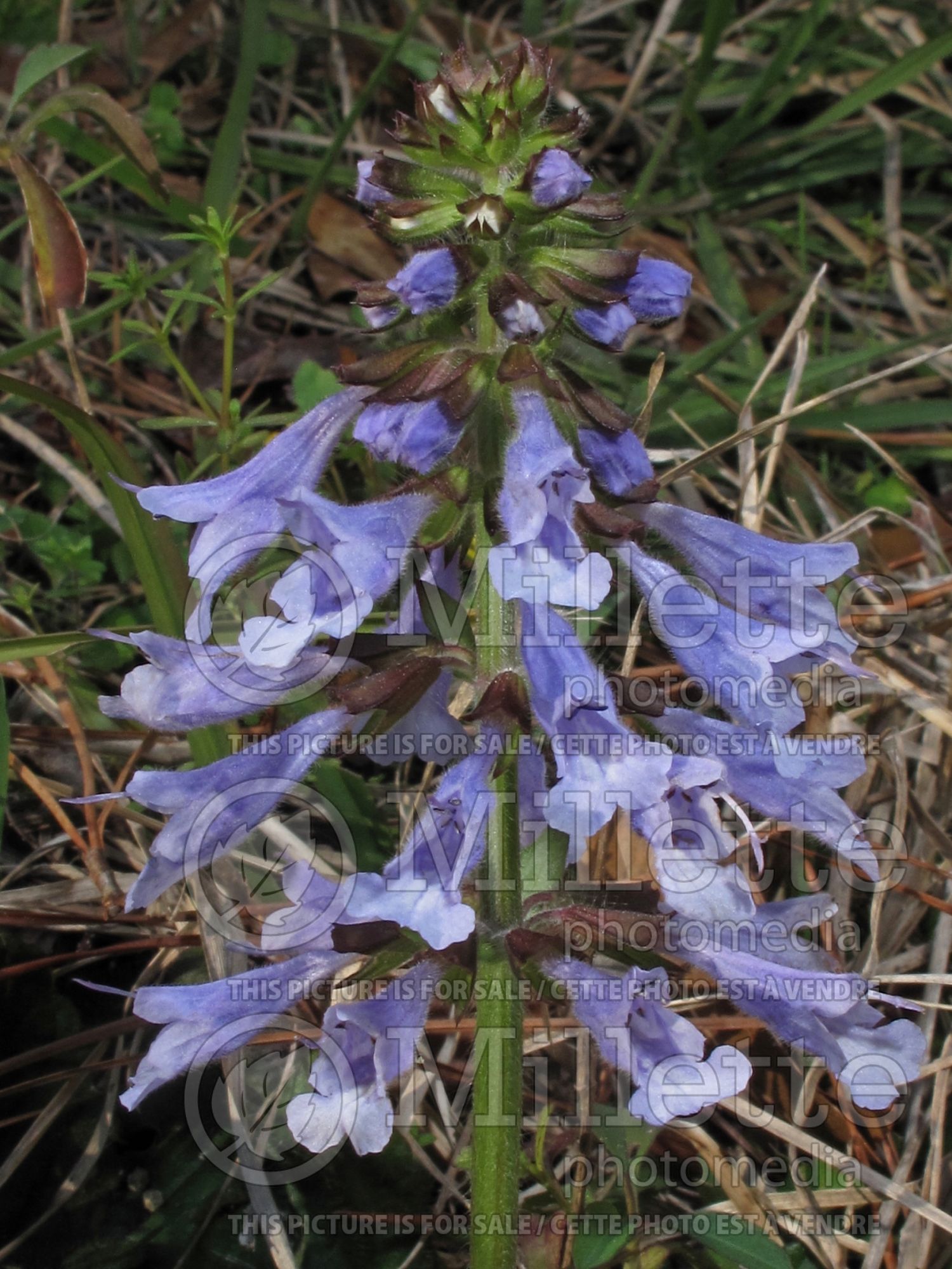 Salvia lyrata (lyreleaf sage) 1