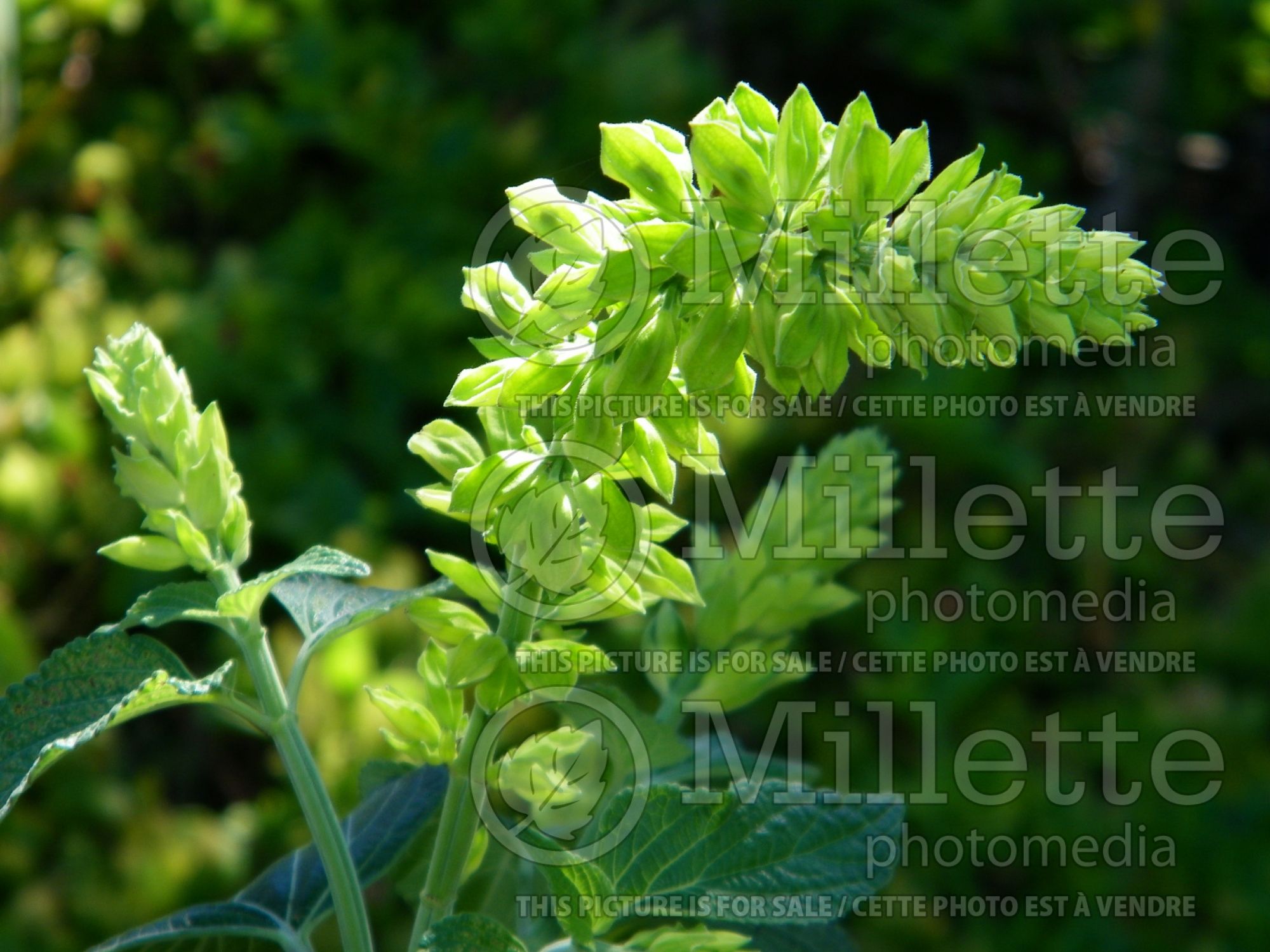 Salvia Limelight (Mexican Sage) 8