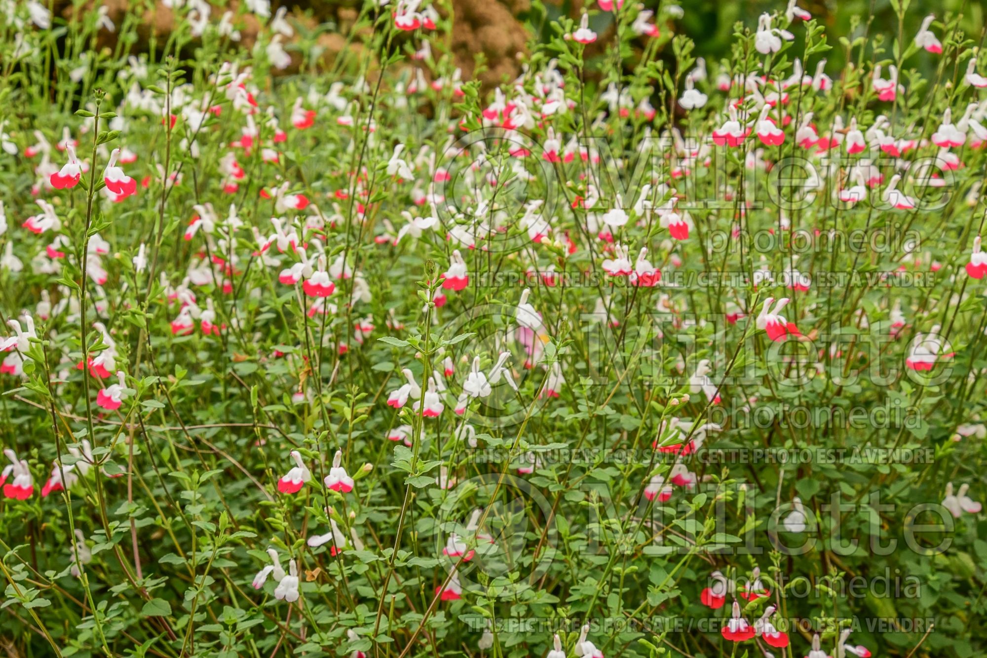 Salvia Hot Lips (Sage) 9