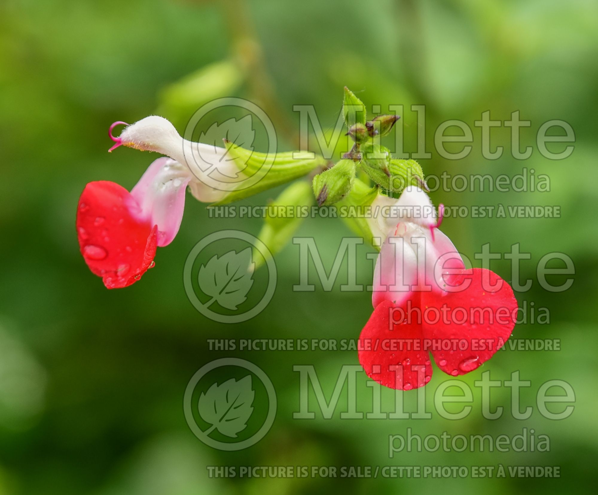 Salvia Hot Lips (Sage) 7