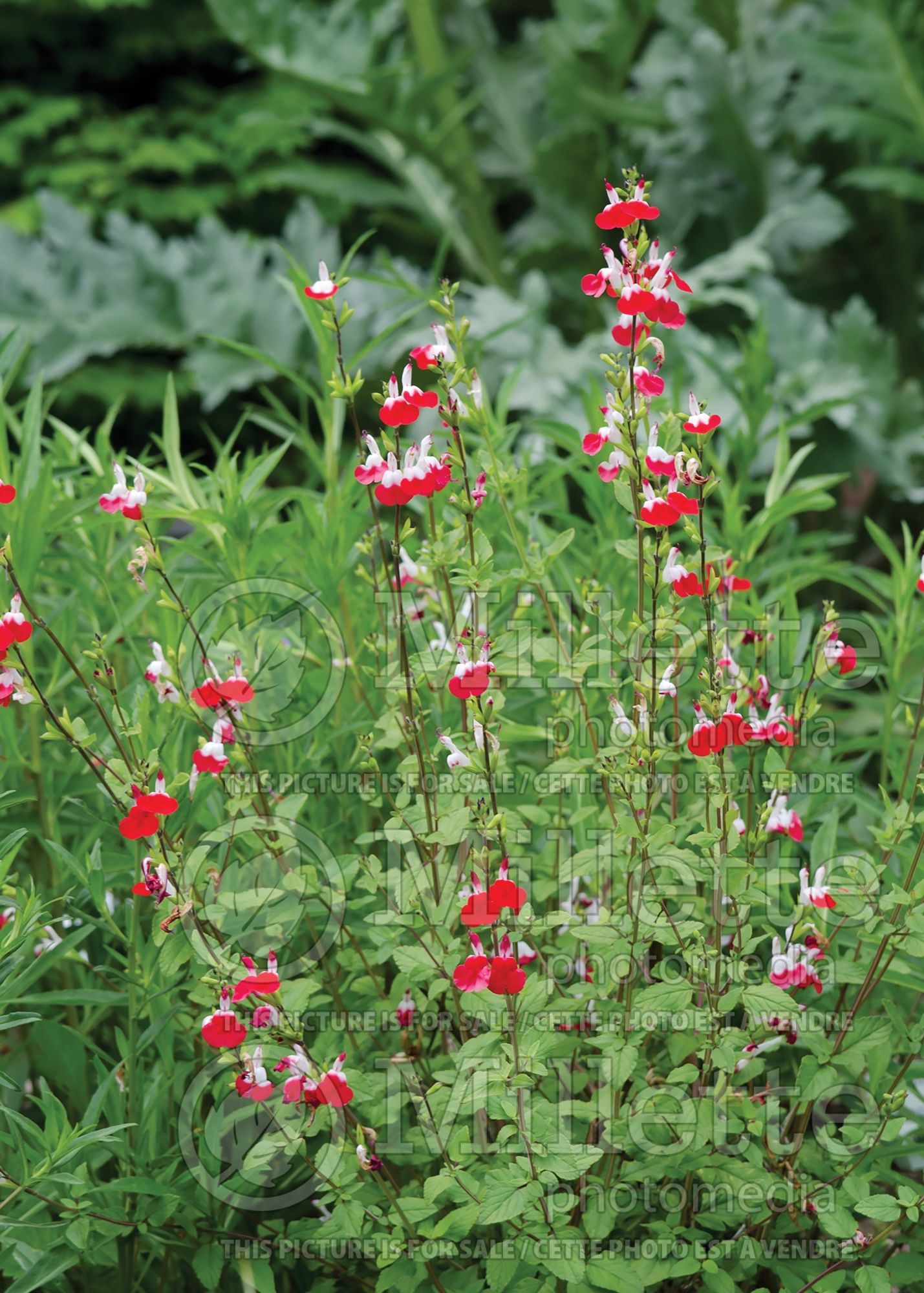 Salvia Hot Lips (Sage) 10